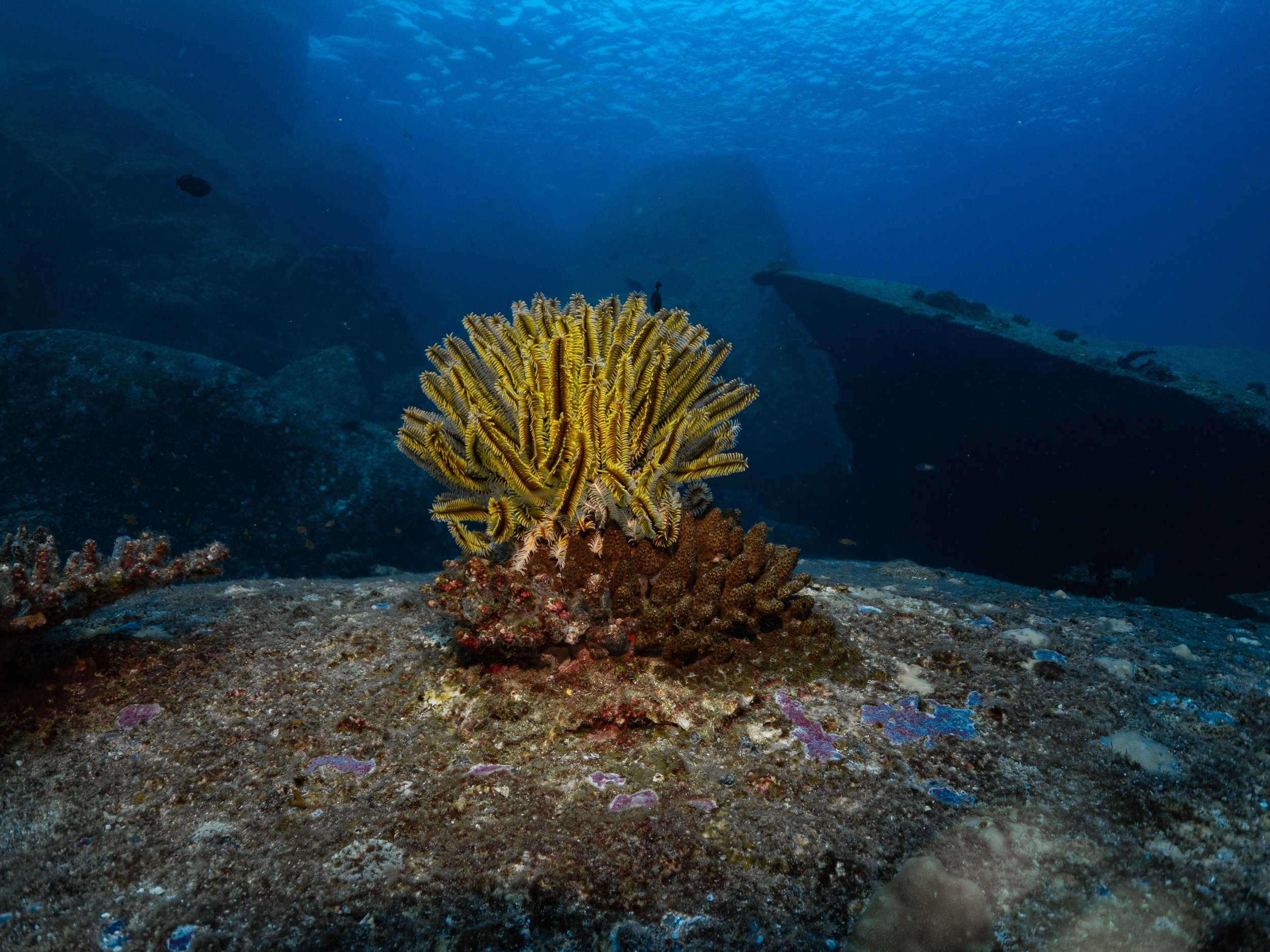 Corallo colorato sott'acqua sulla roccia del fondale marino con sfondo di acque profonde blu e grandi formazioni rocciose.