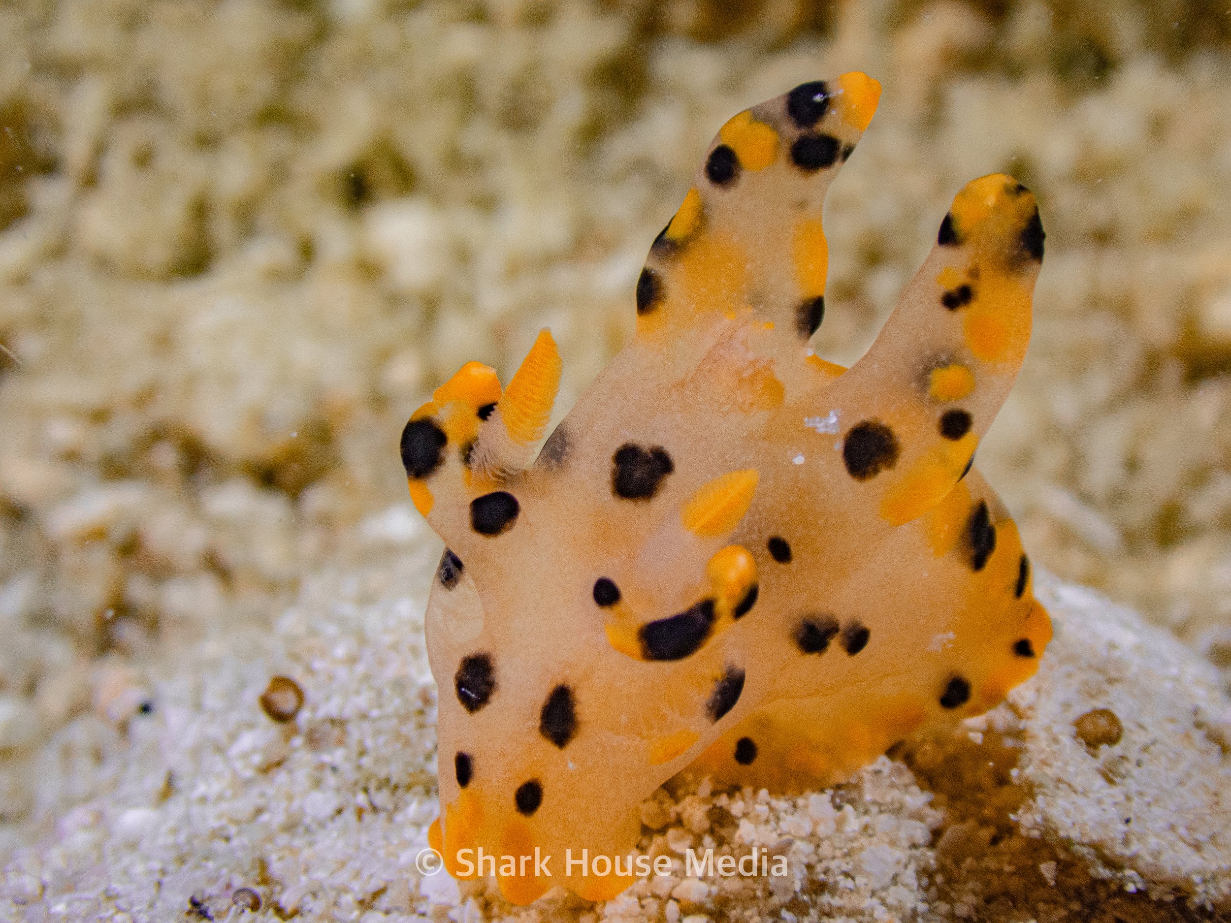 pikachu nudibranch
