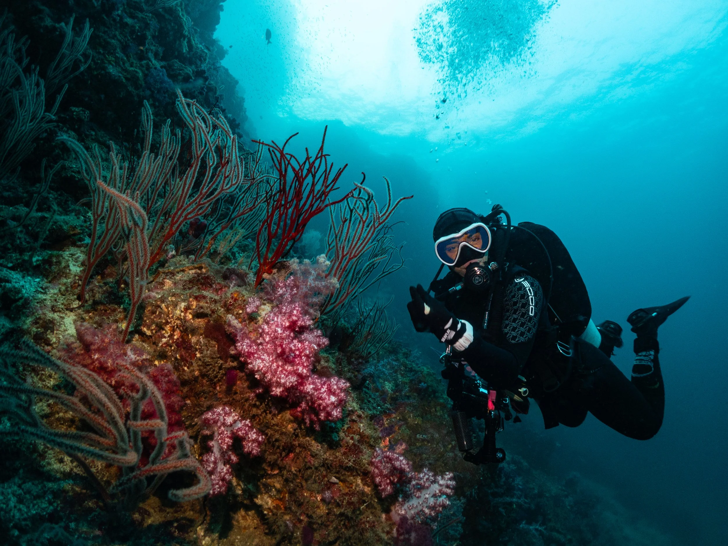 Diver and corals koh haa neua