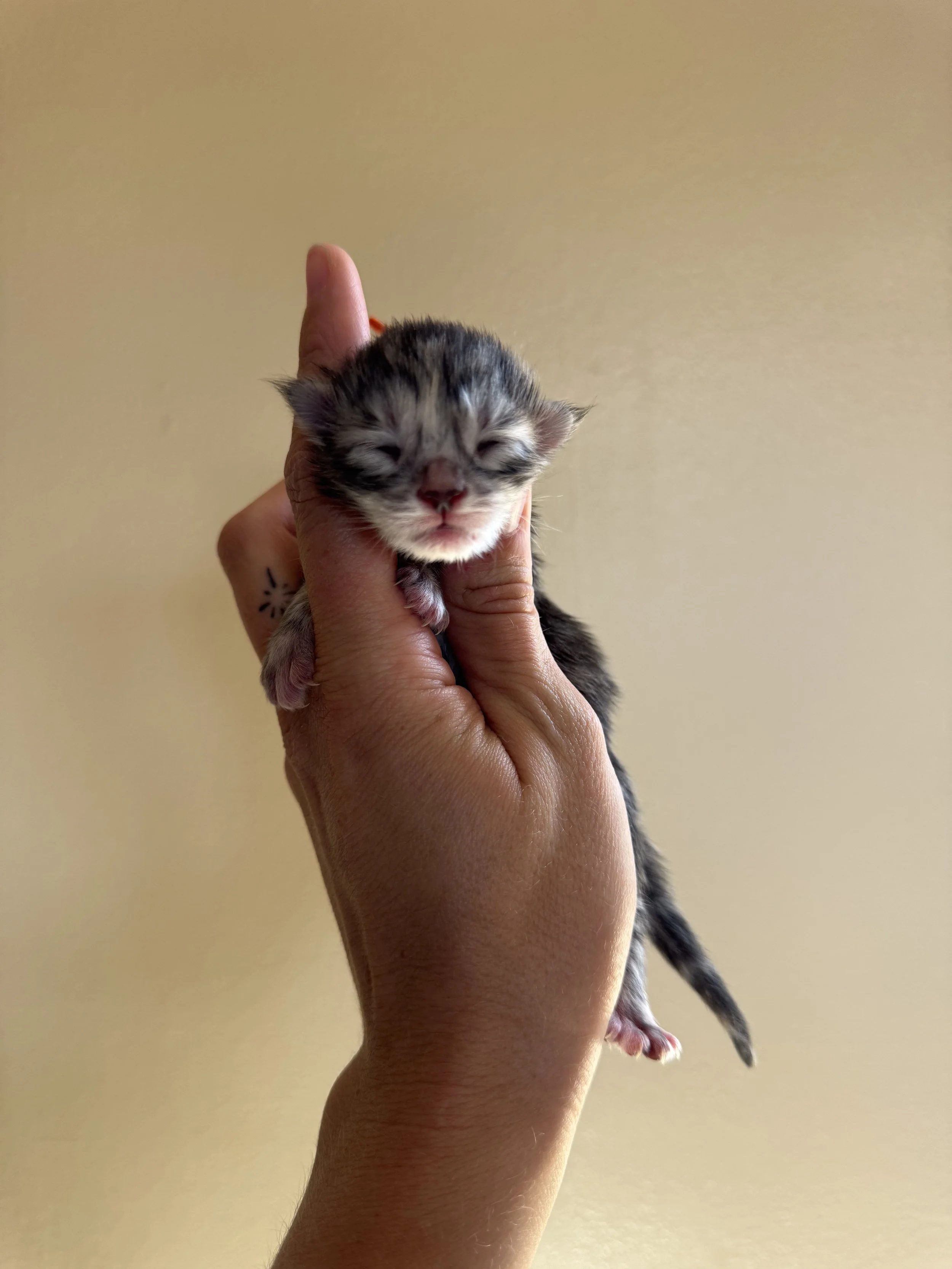 IMG_4541.jpeg