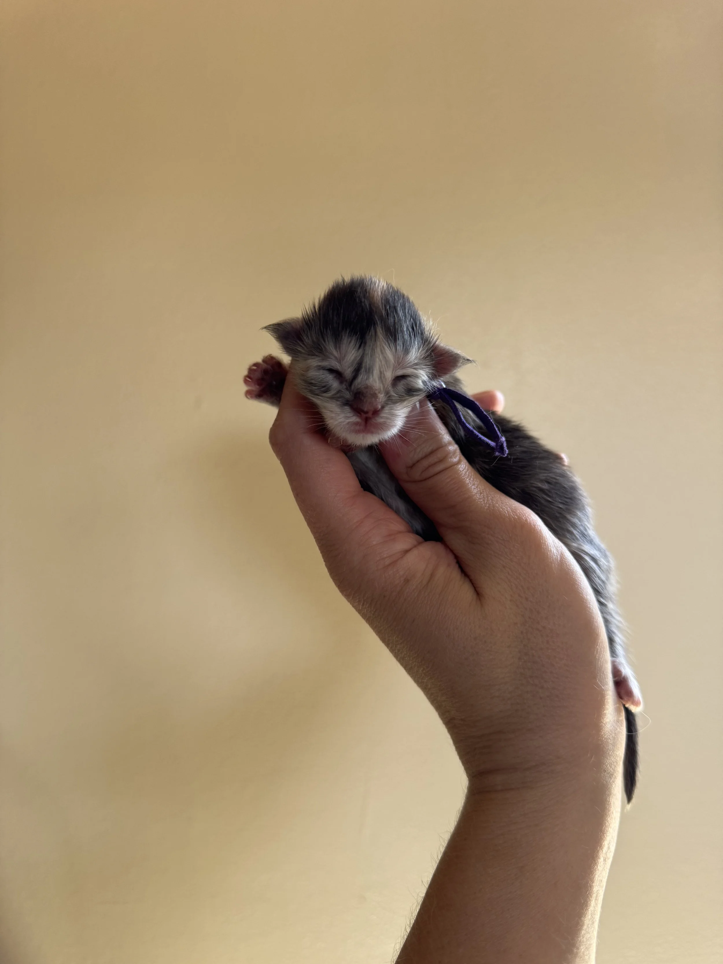 IMG_4546.jpeg