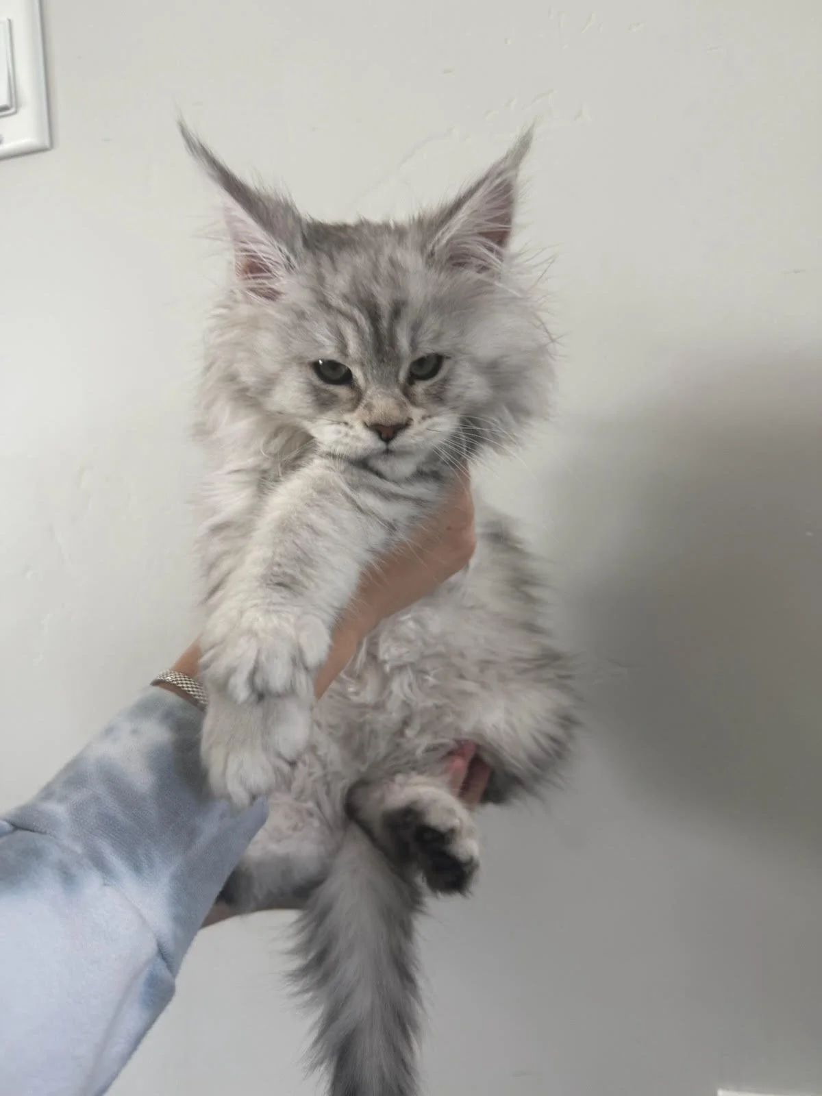 pigpen go home photo.jpg