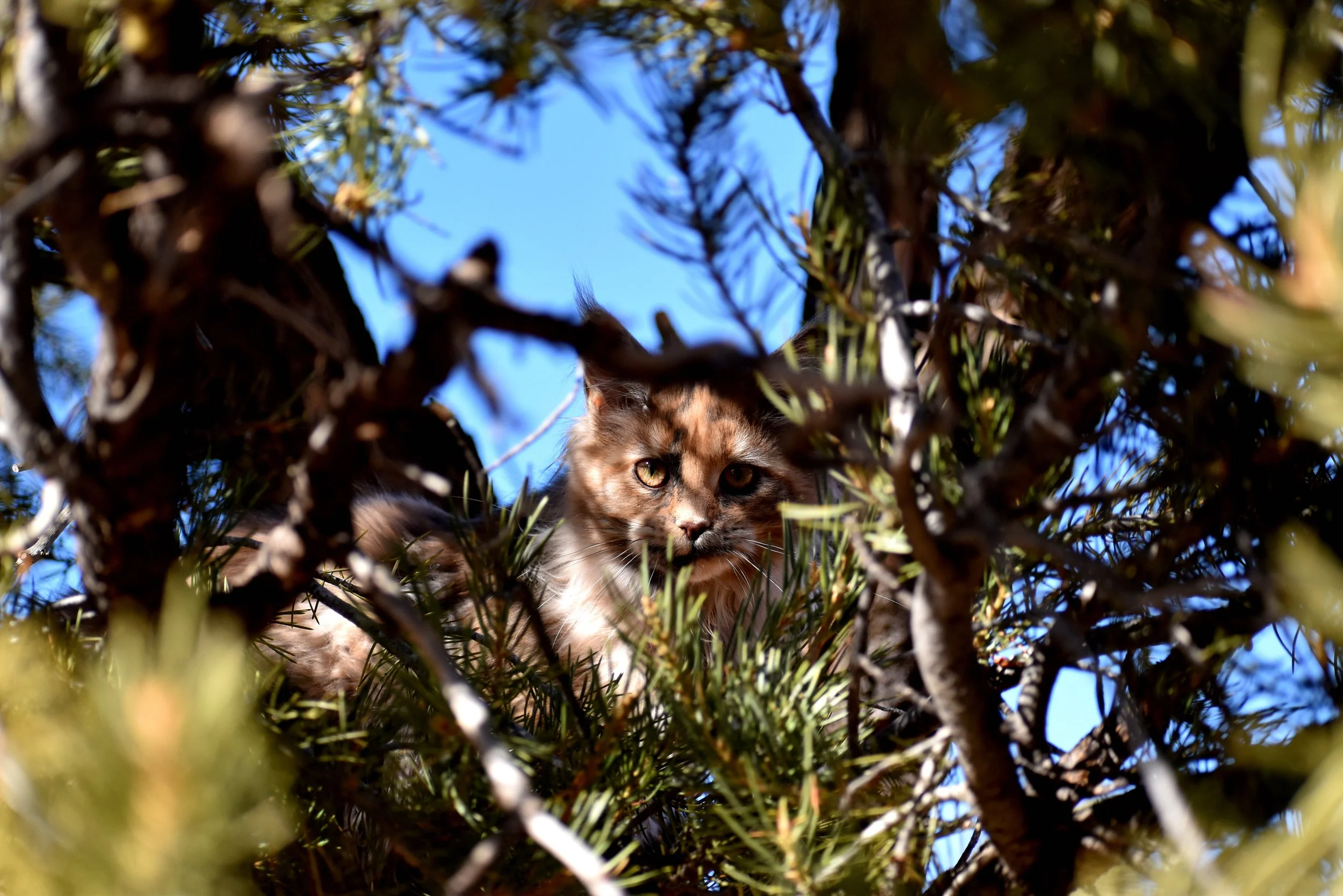 Aura Looking Through the Tree.jpeg
