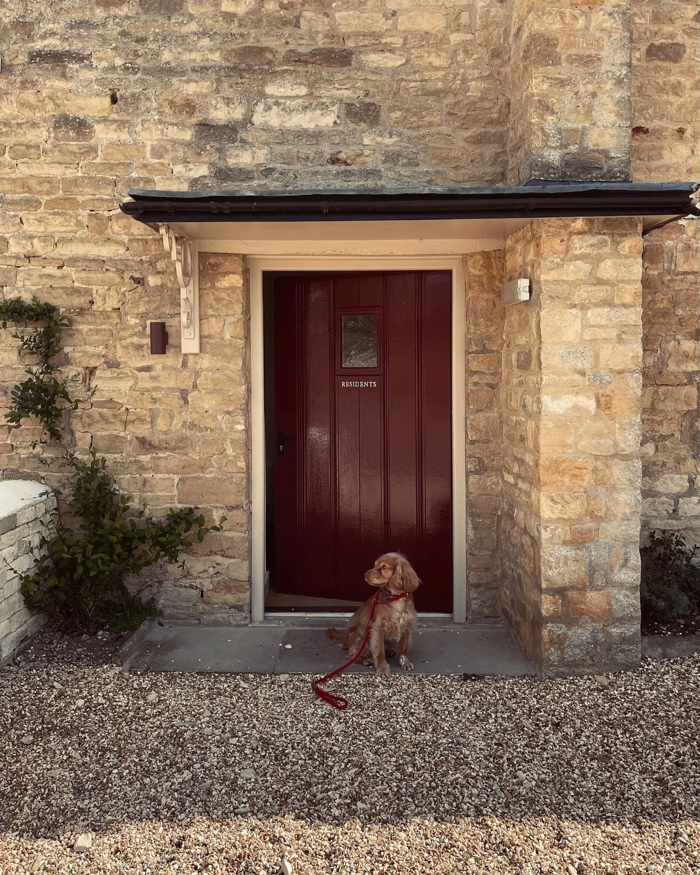 Our virtual doors open in 2 days&hellip; we can&rsquo;t wait to share all of the wonderful things &amp; let your hoomans treat you 🐾