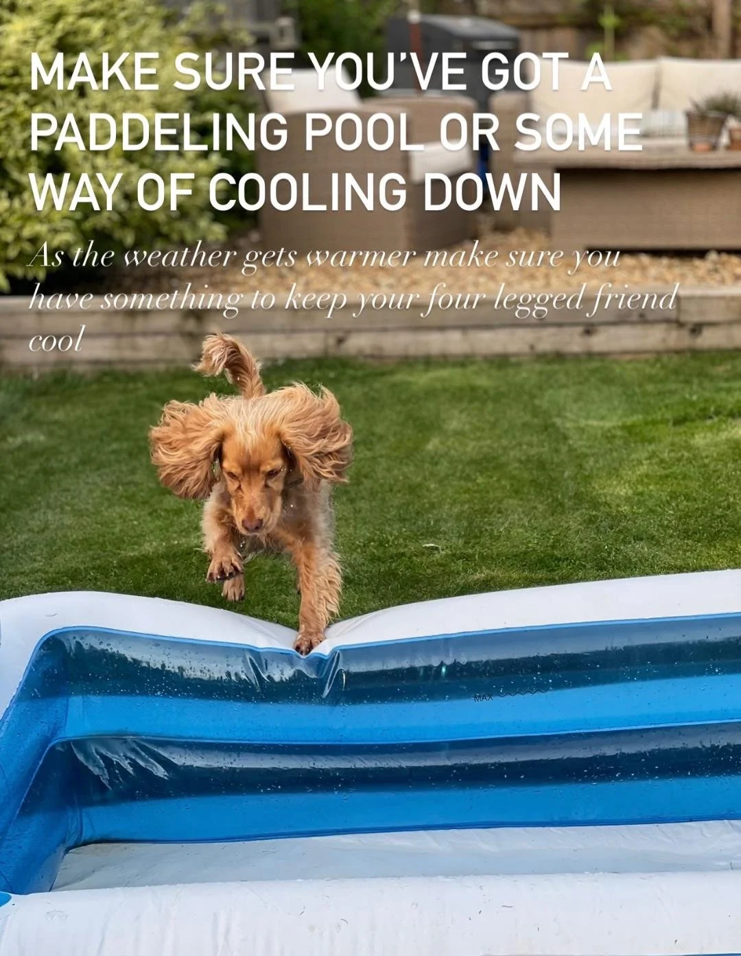 SUMMER WELLNESS FOR YOUR DOG: KEEPING YOUR PUP HAPPY &amp; HEALTHY WITH BARKFORD BARN