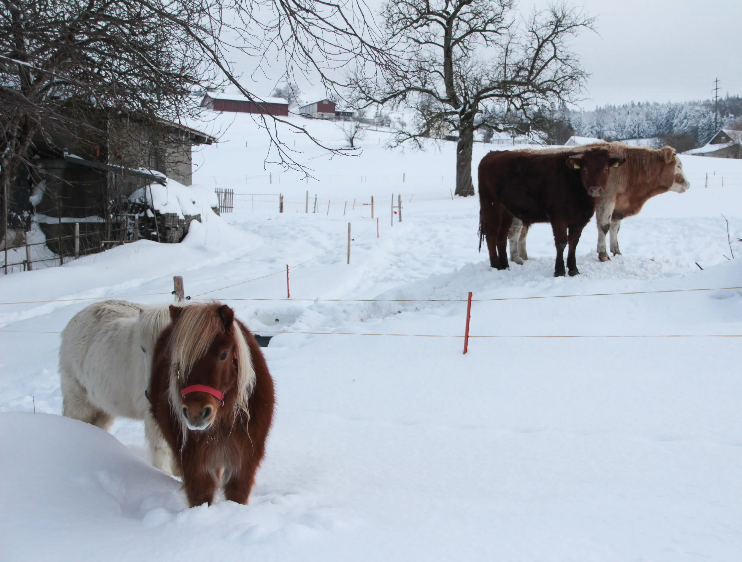 Suisse