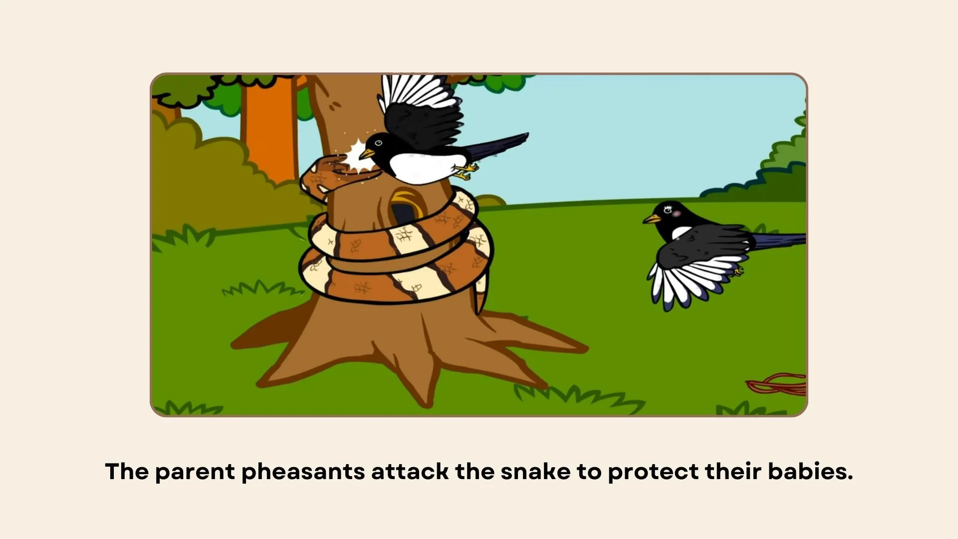 Two parent pheasants attack a snake wrapped around a tree to protect their babies.