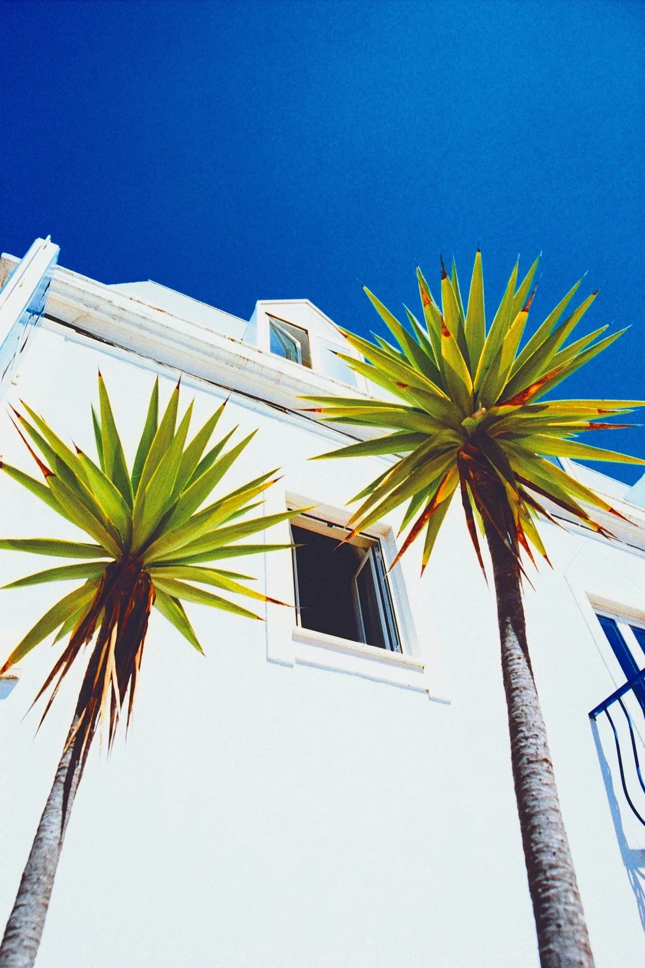 TWO_PALMS_WEB.jpg