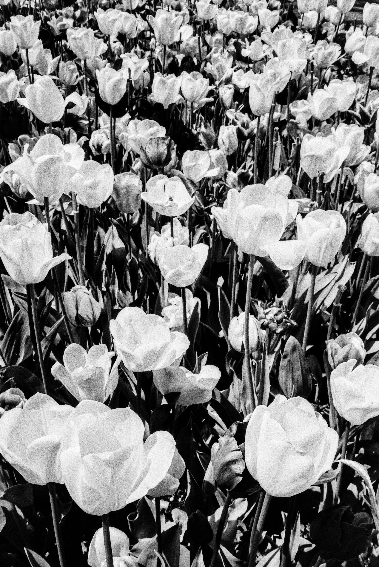 Flowers.jpg
