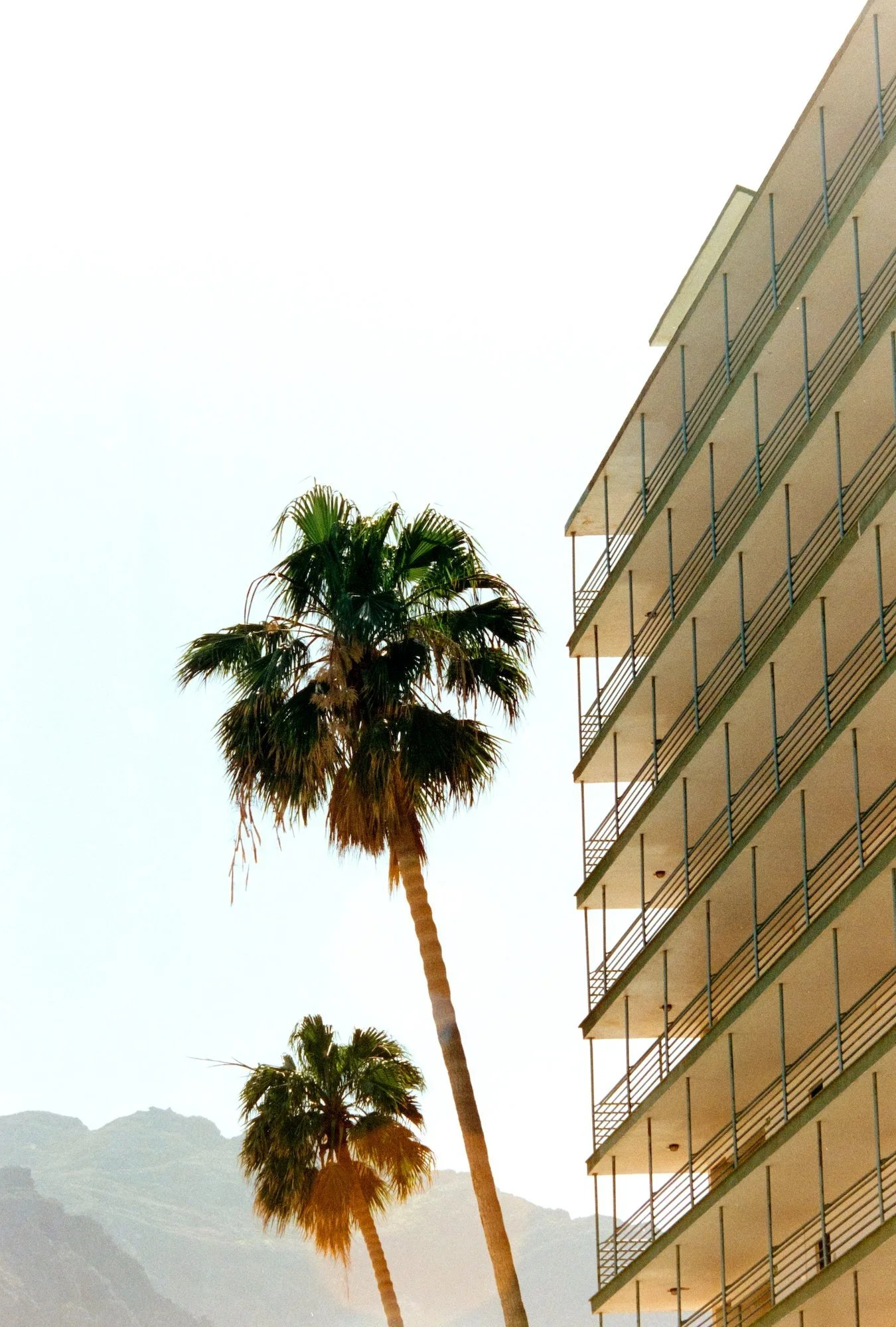 SV_PALMS_2.JPG.webp
