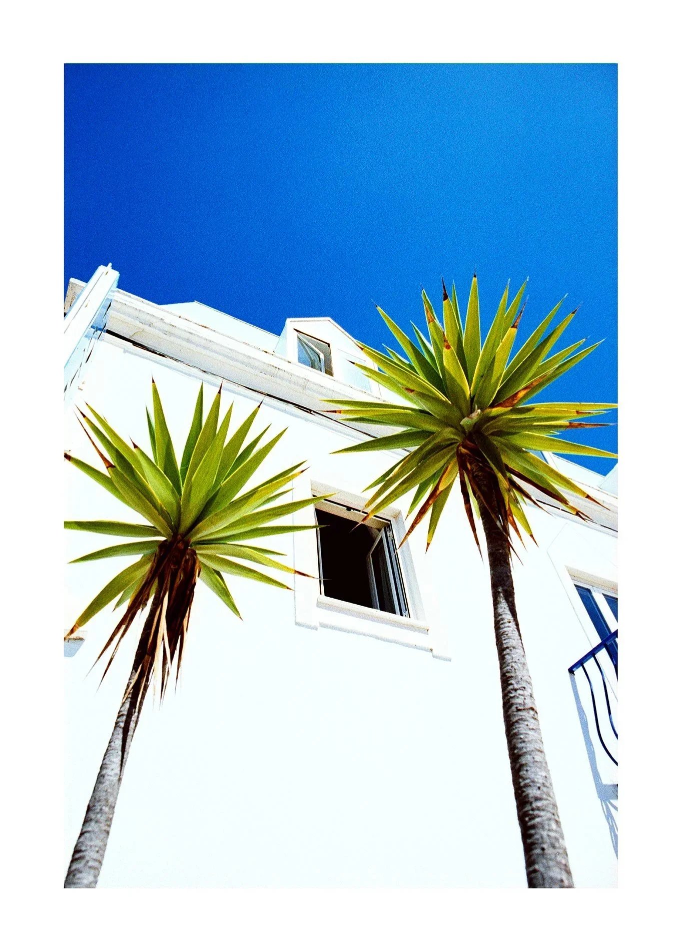 PALMS.jpg.webp
