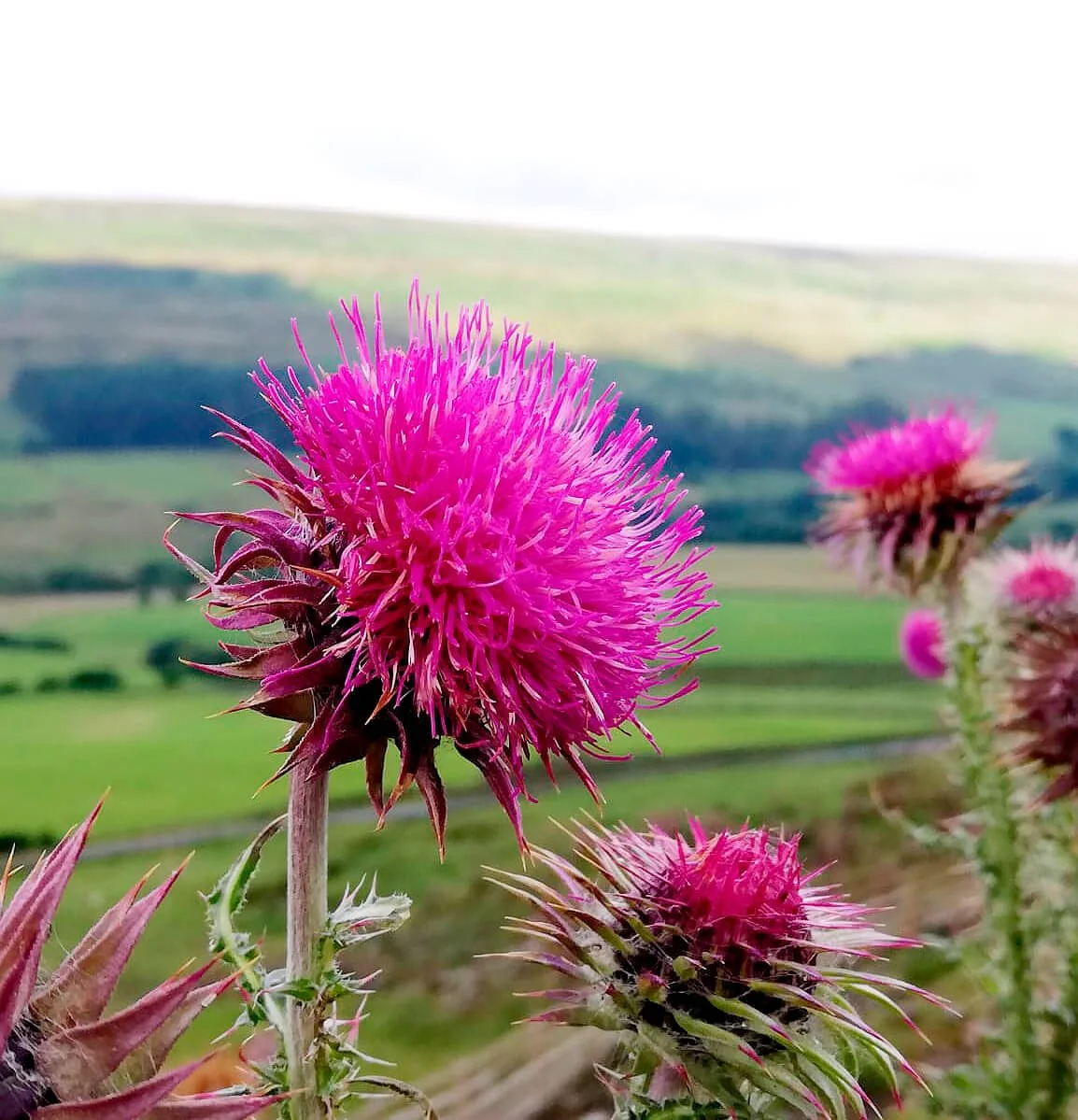 Close-up of vibrant pink thistle flowers in a green field landscape.