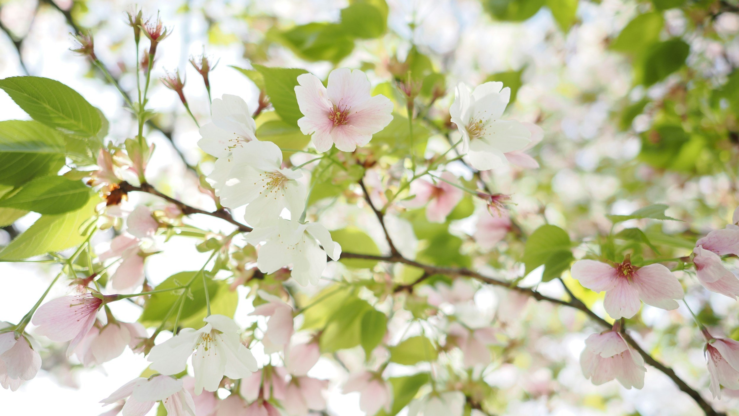 ENLIGHTENMENT INTENSIVE - Spring 2025
