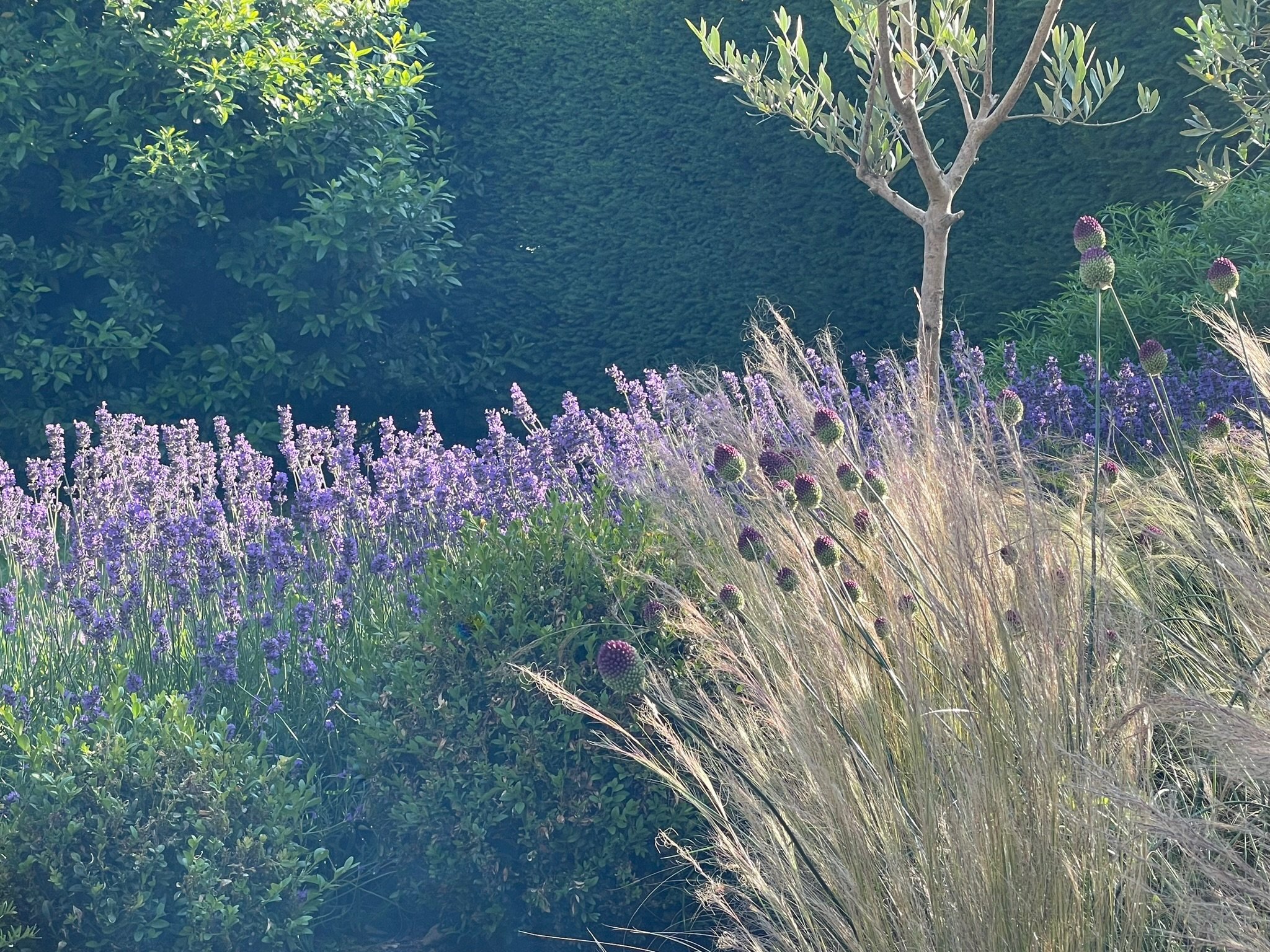 The garden (2)