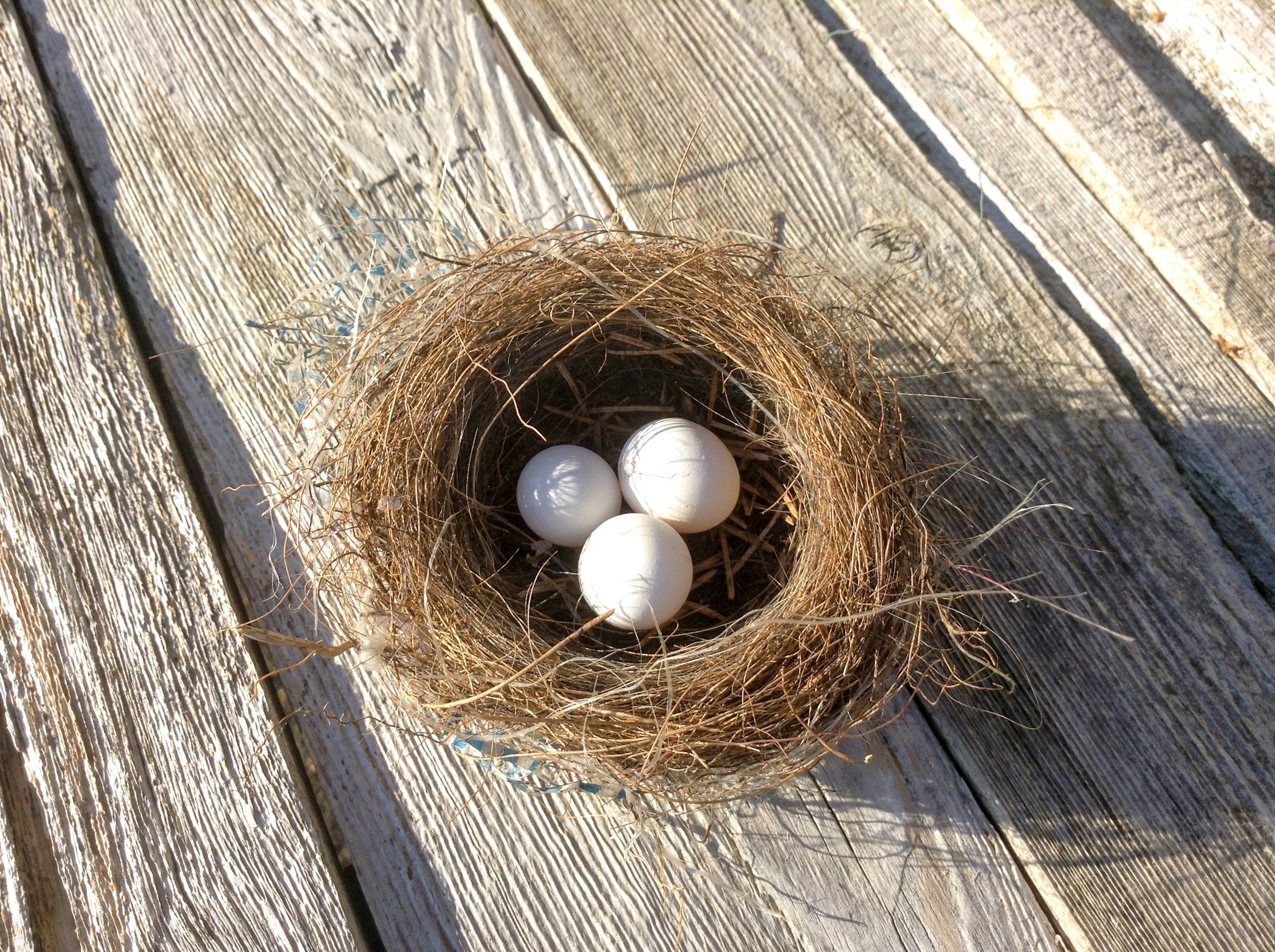 A bird's nest made of twigs and dry grass with three white eggs inside, resting on a weathered wooden surface.