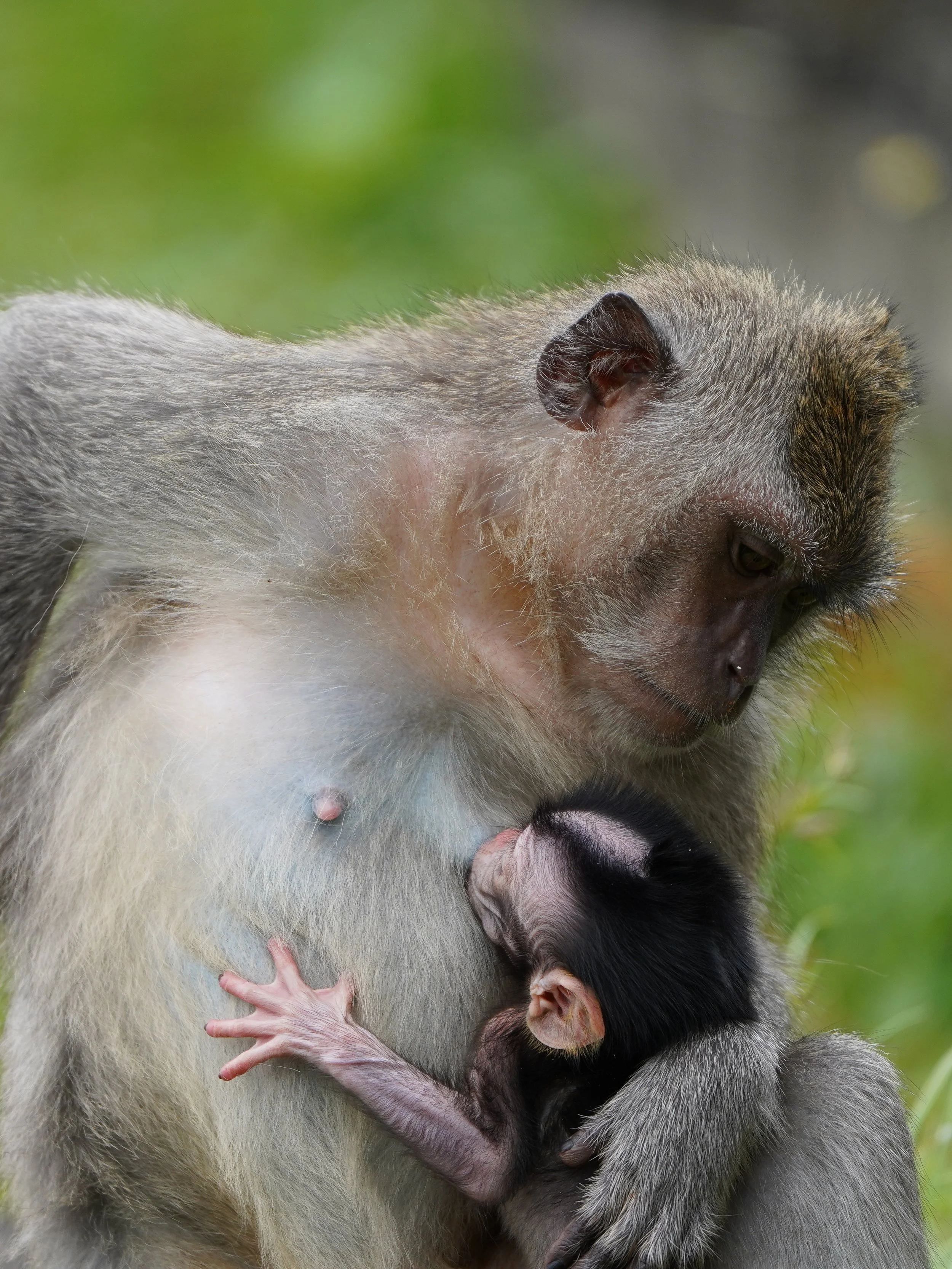 macaque and infant