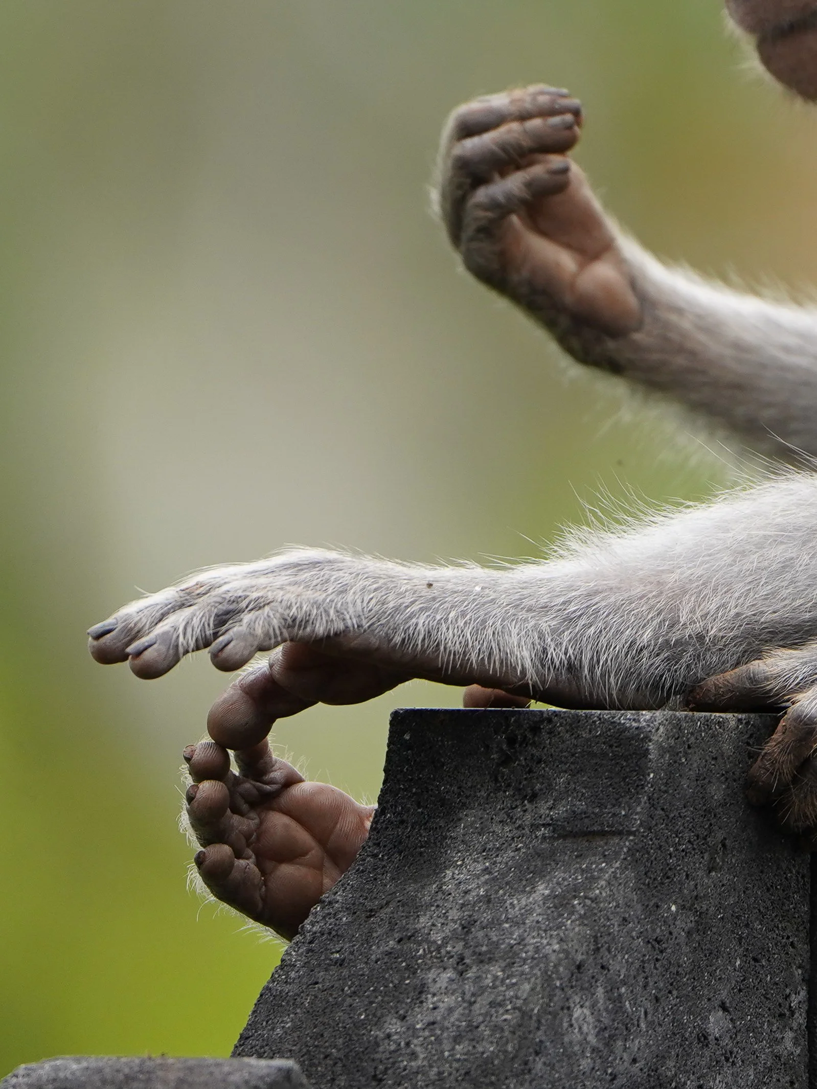 macaque hands feet