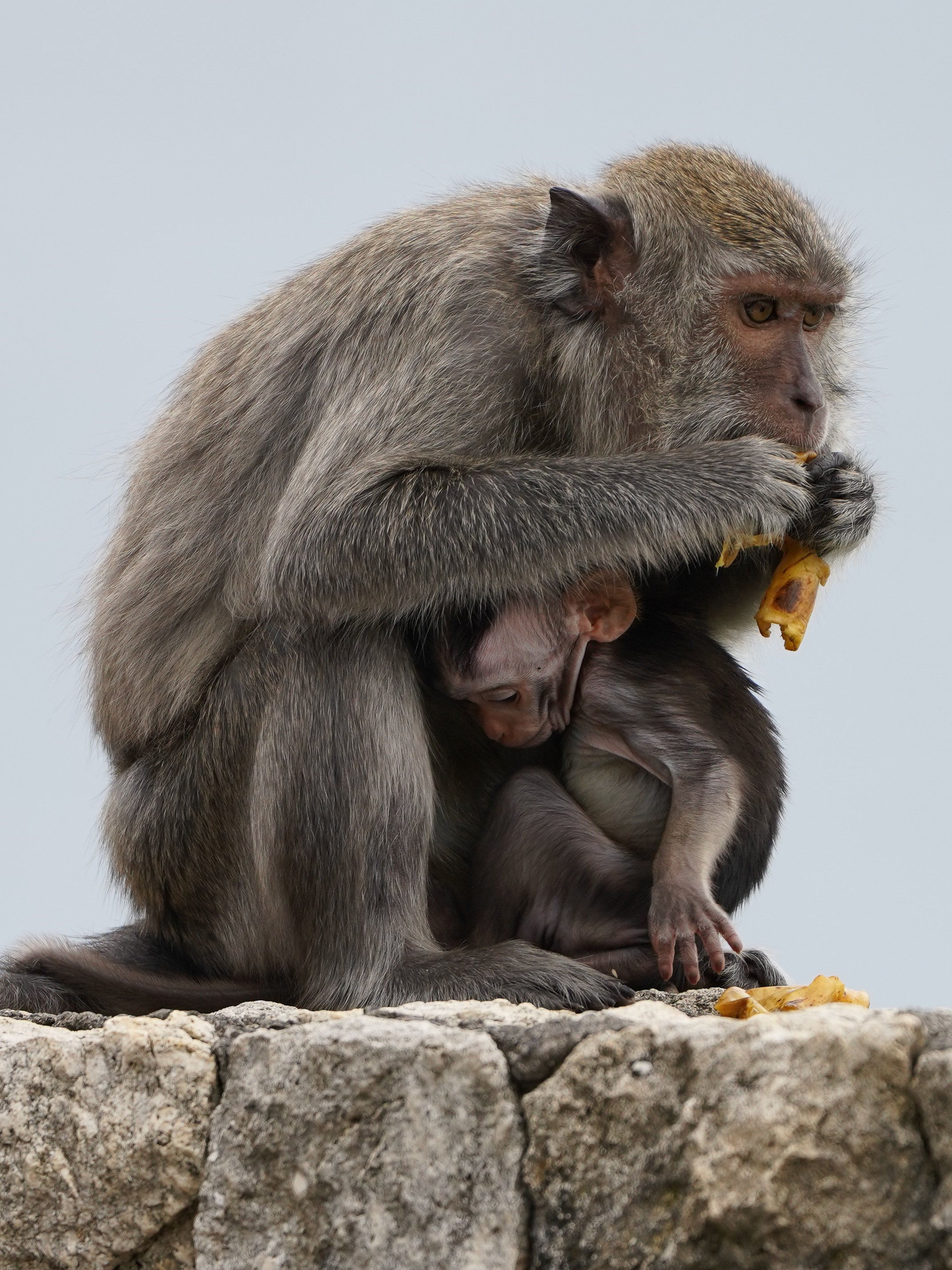 macaque and baby