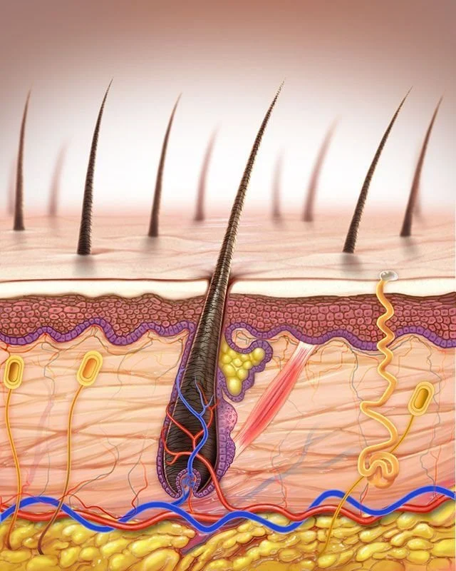 أفضل أجهزة الليزر لتحفيز نمو الشعر 2026 – فعال وآمن للجميع