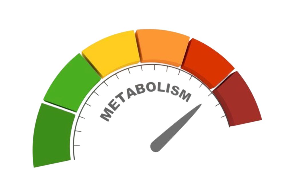 حاسبة التمثيل الغذائي