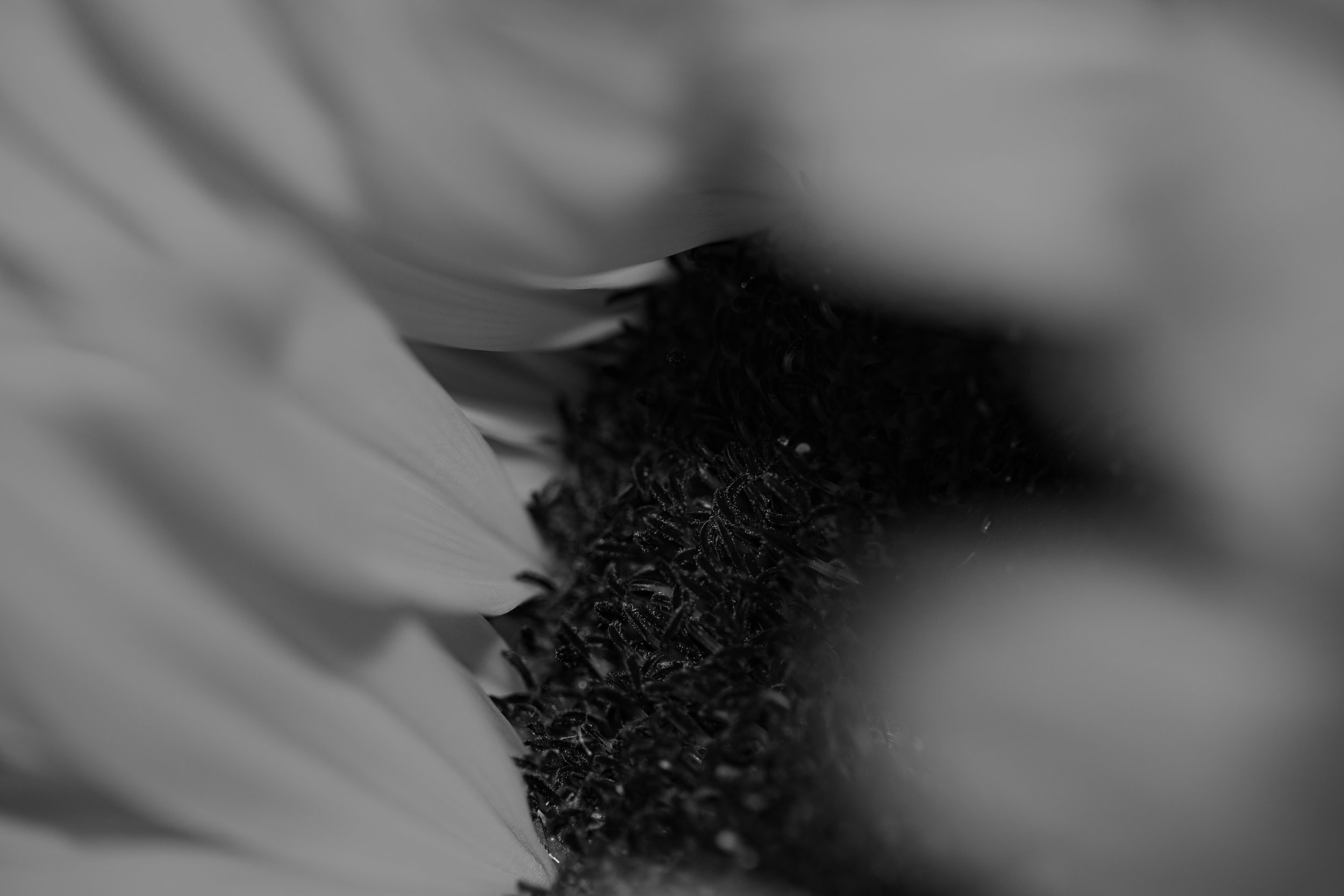 B&W6.jpg