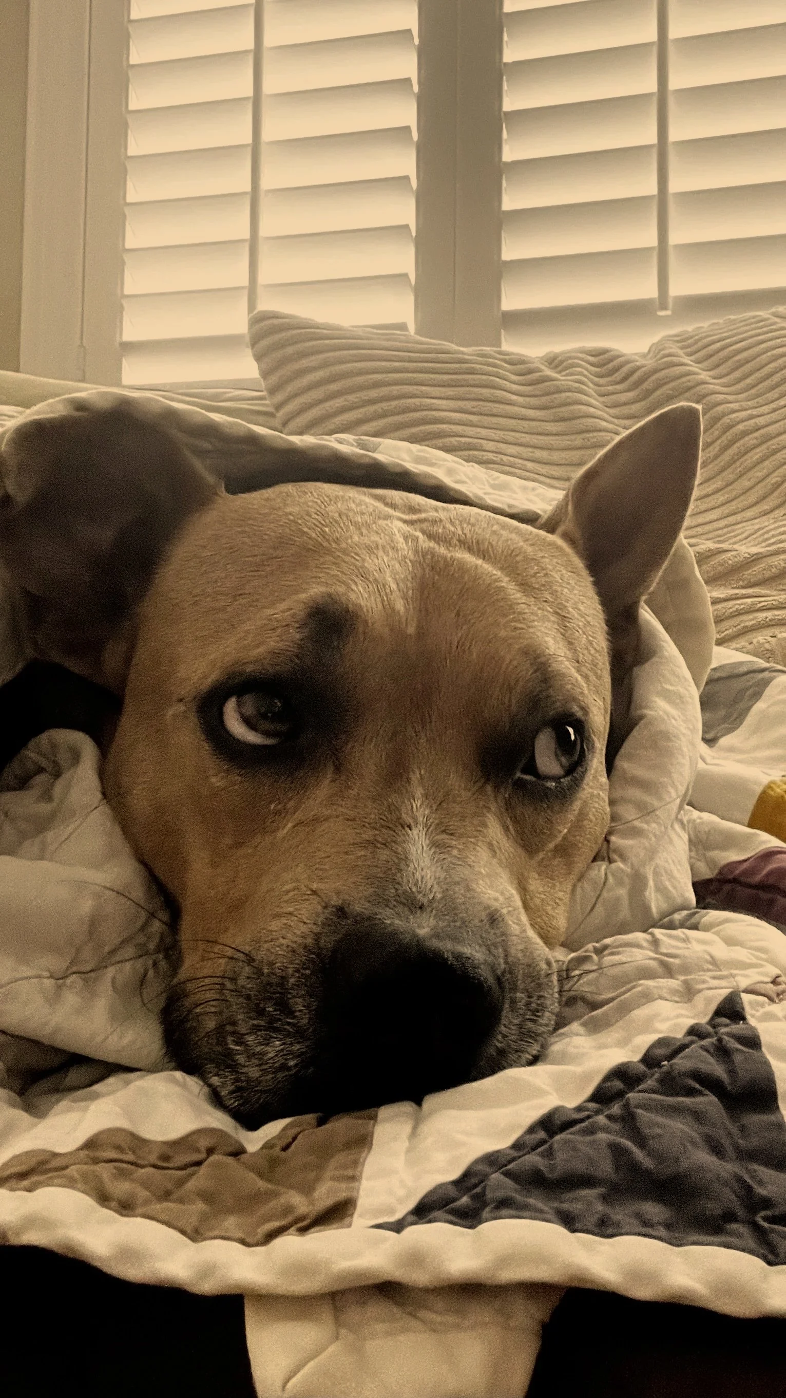 Tan dog with grin
