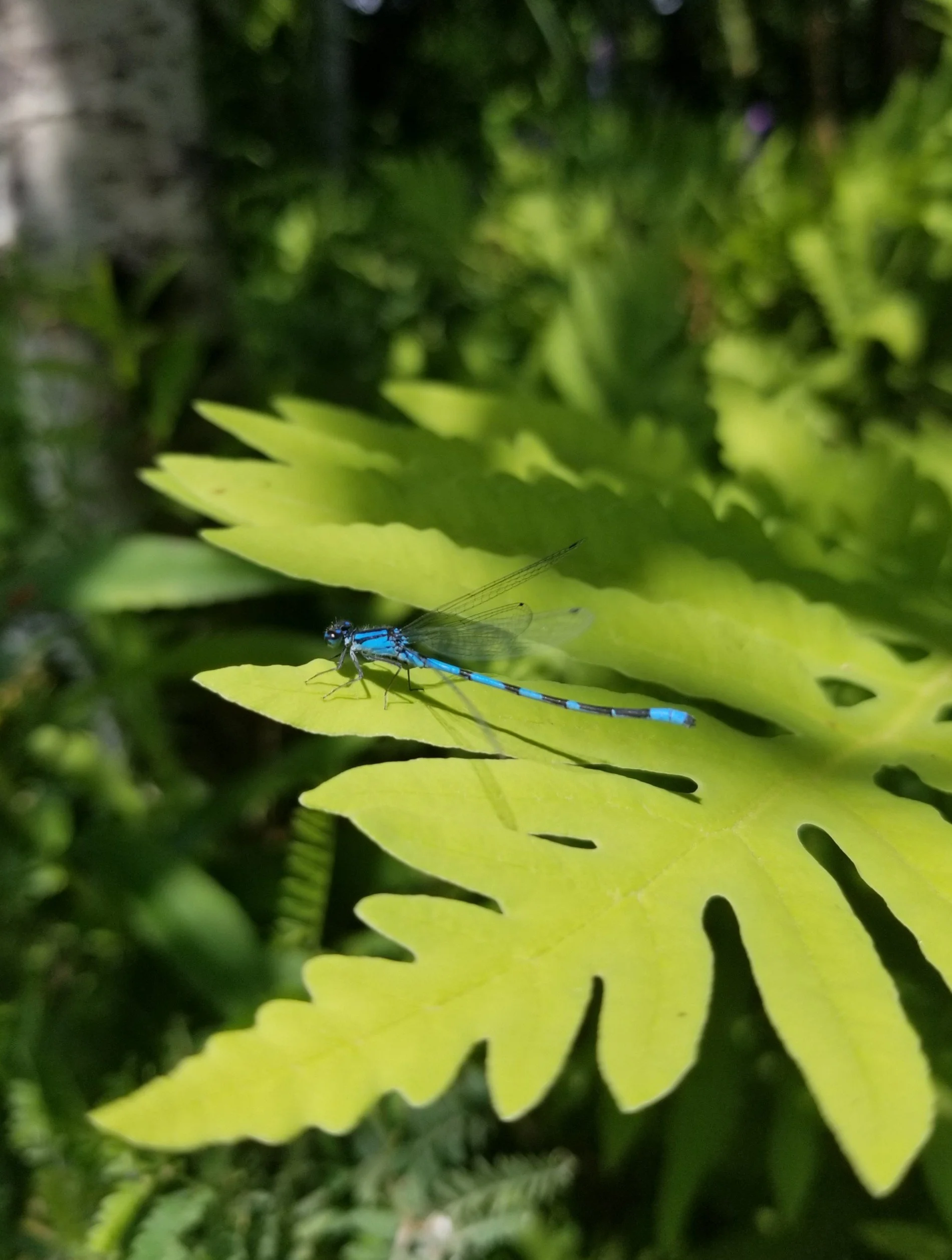 Une libellule bleue perchée sur une feuille verte dans un environnement naturel.