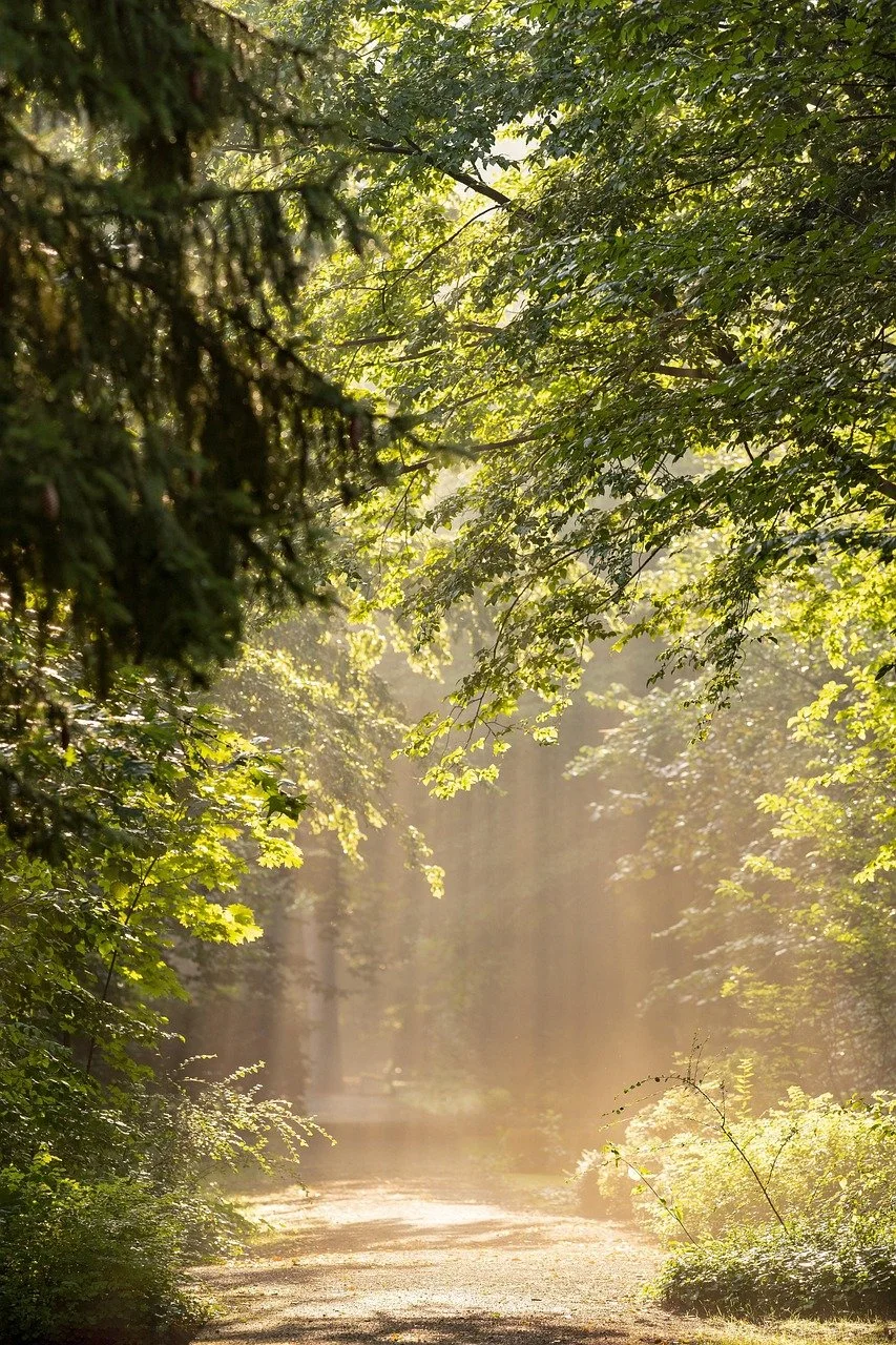 Chemin de terre entouré d'arbres verts avec la lumière du soleil filtrant à travers les feuillages.