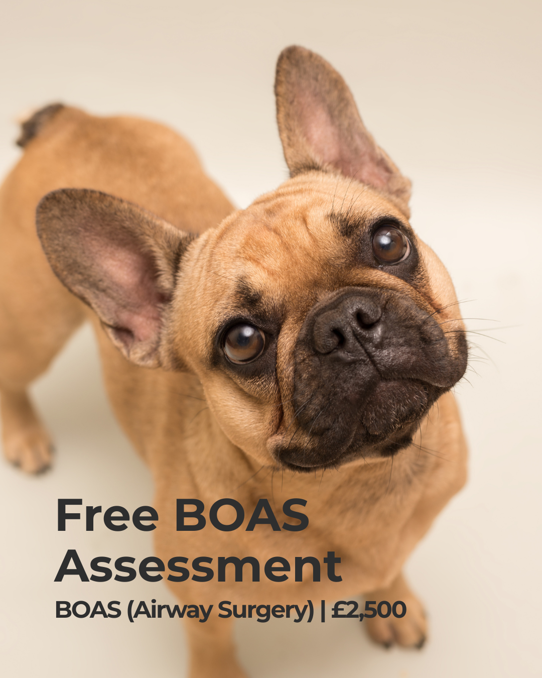 Black and white photo of a French Bulldog puppy. Text overlaid on the image reads 'Virtue Vets', 'Fixed Price BOAS £2,500', and 'FREE Assessment'.
