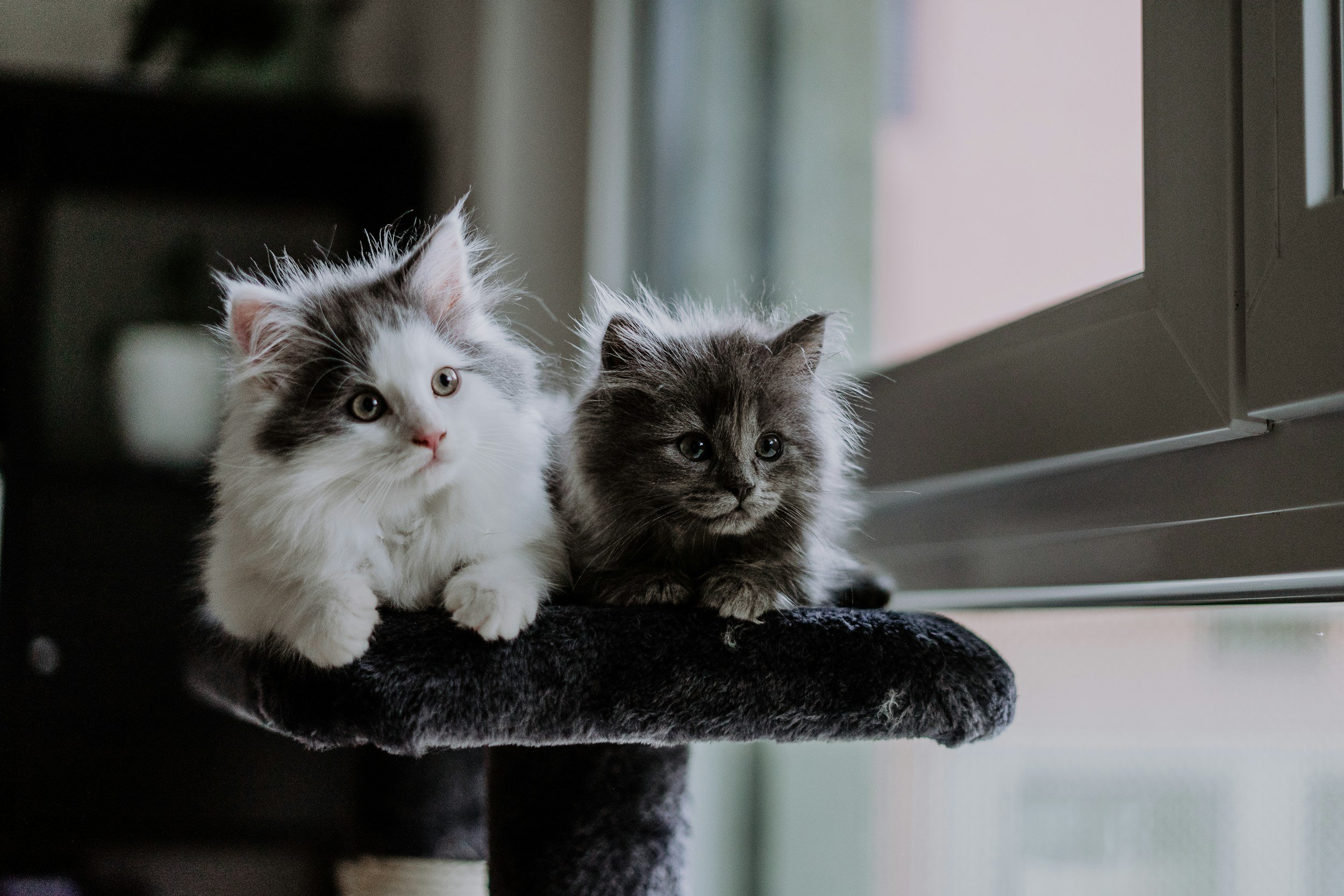 Two Ragdoll kittens