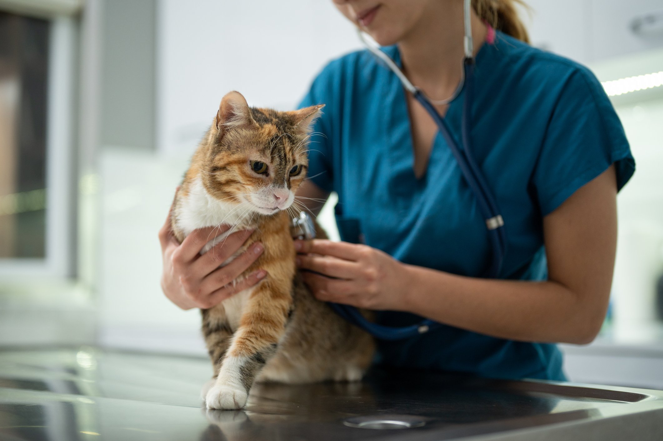 Caring for Your Cat: Our Purr-sonalised Service&nbsp;