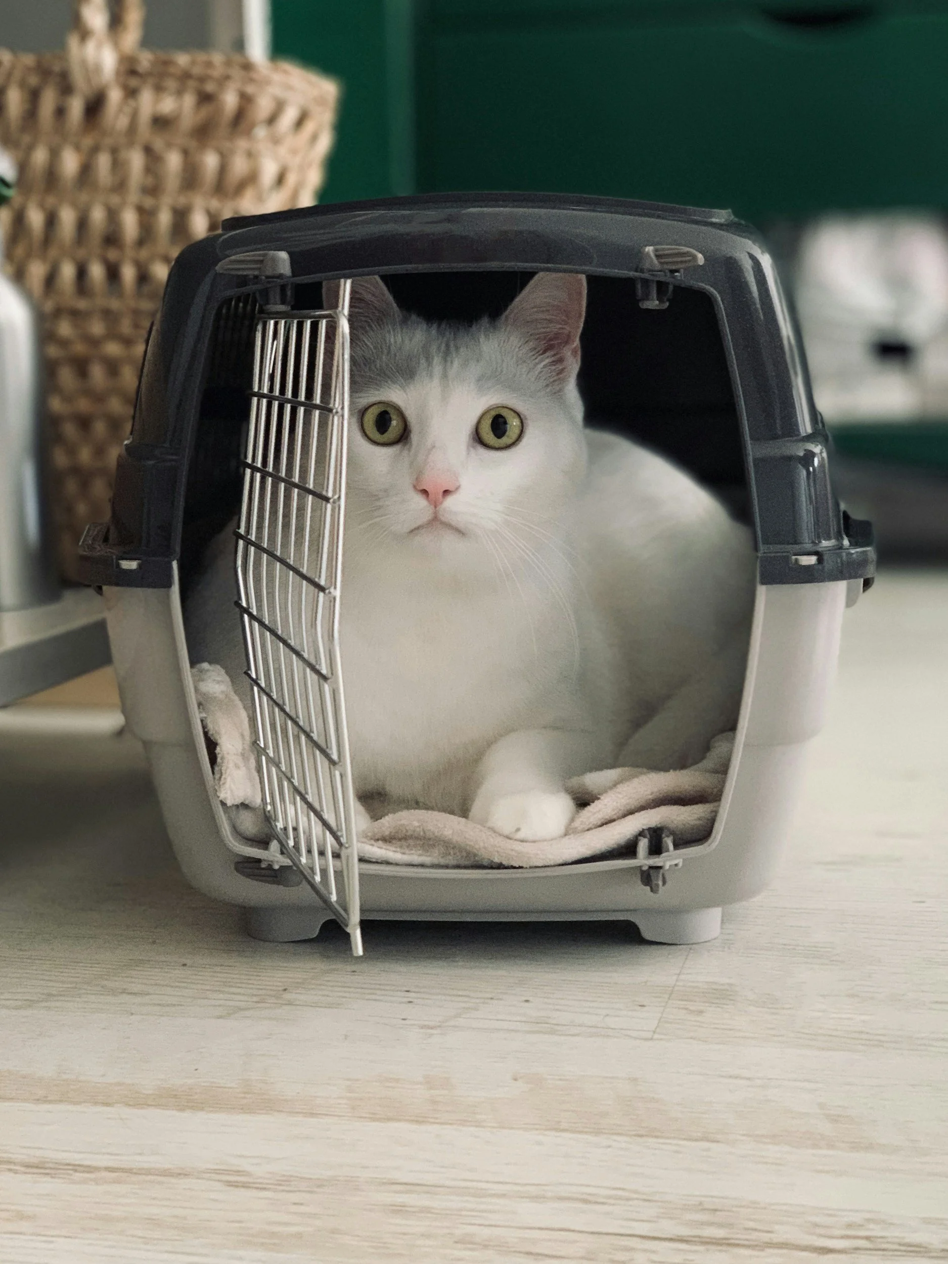 Pet Travel FAQs