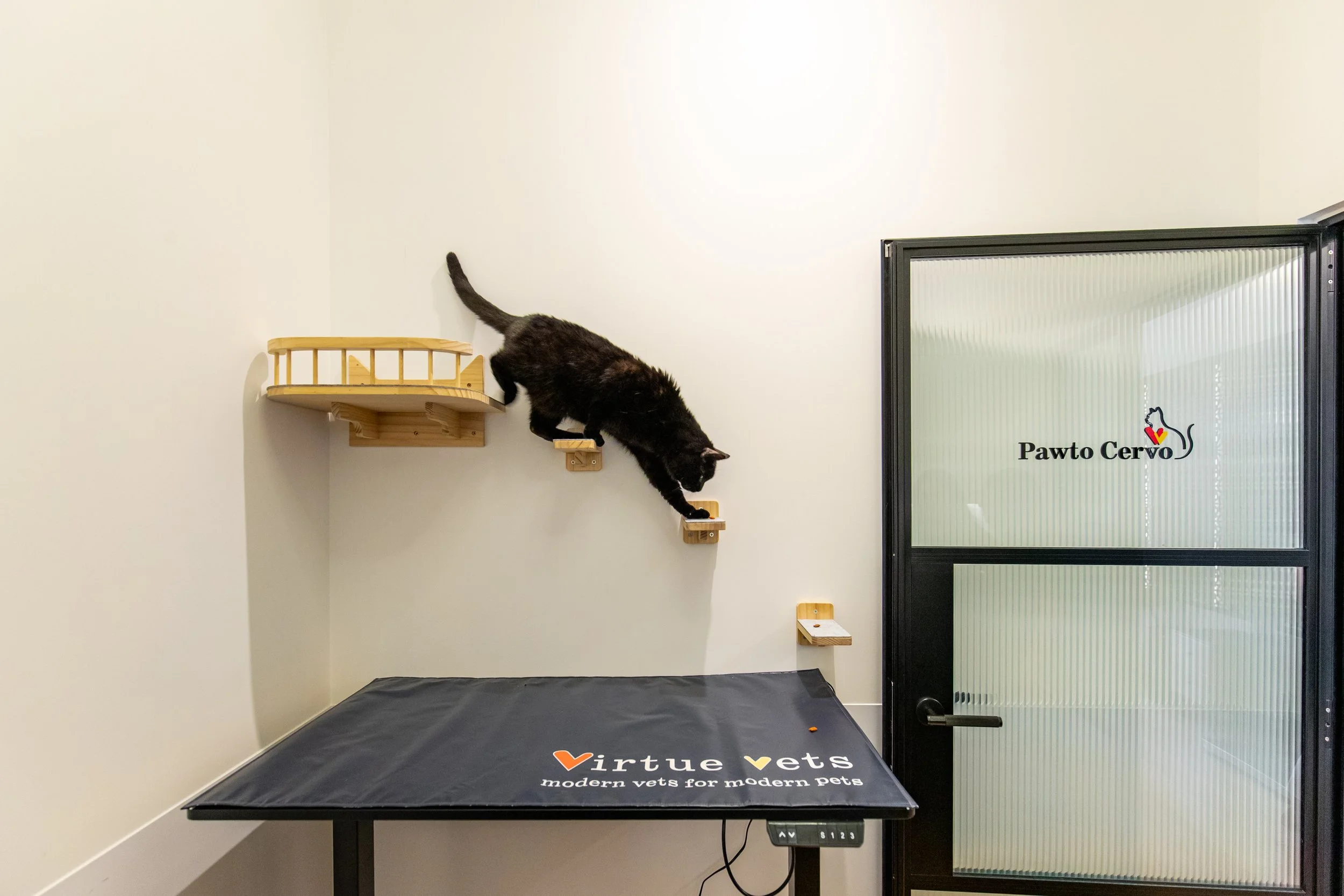 Feline Hypertension
