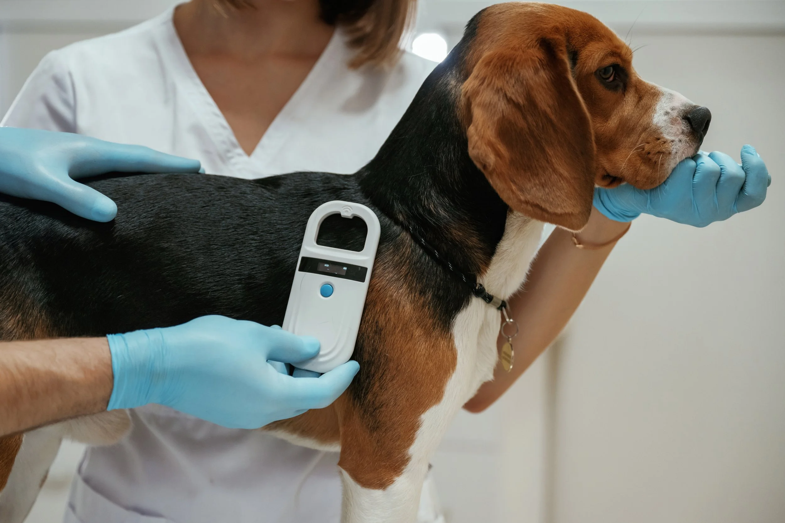 Microchipping in Dogs &amp; Cats