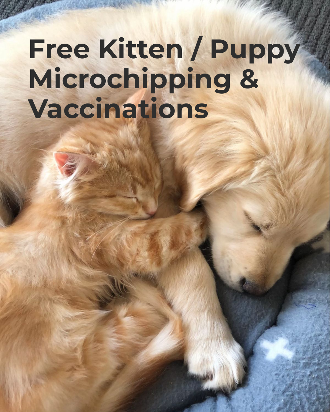 A photo of a kitten and a puppy touching noses with a white background. The text 'August' in a red box is at the top left corner. The words 'virtue vets' with a yellow heart replacing the 'v' are below the animals. The rest of the text advertises free puppy or kitten vaccination and microchipping registration.