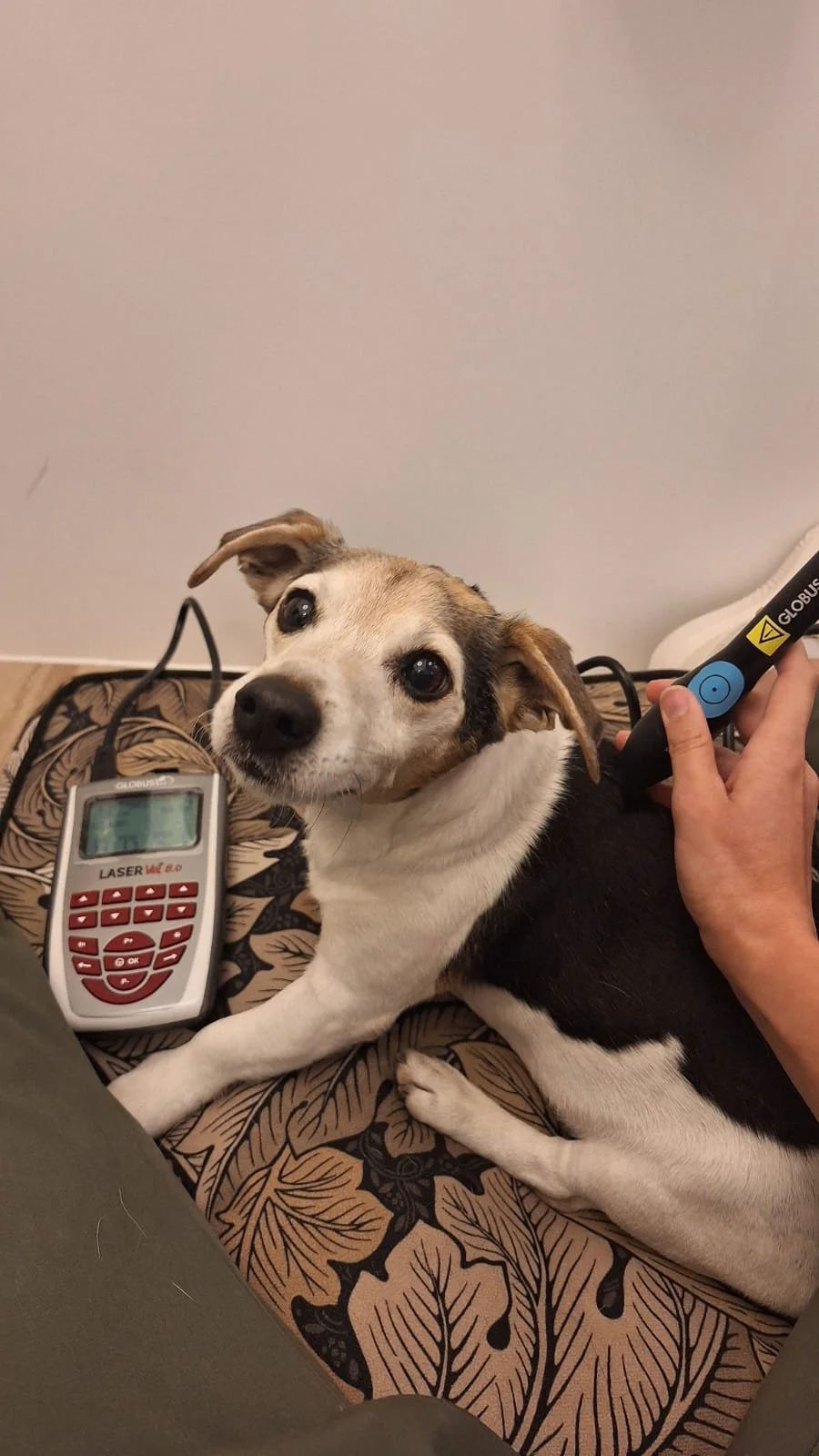 Laser Therapy Fynn.jpeg