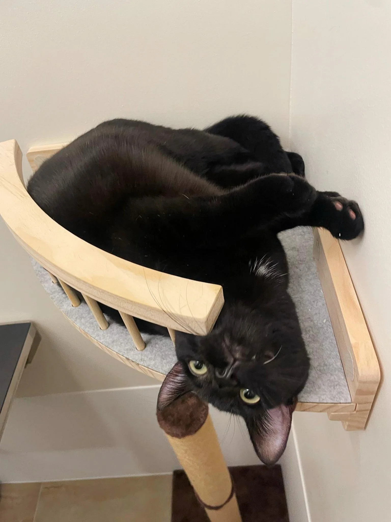 Black cat lounging upside-down on a wooden and carpeted cat scratcher, looking at the camera with green eyes.
