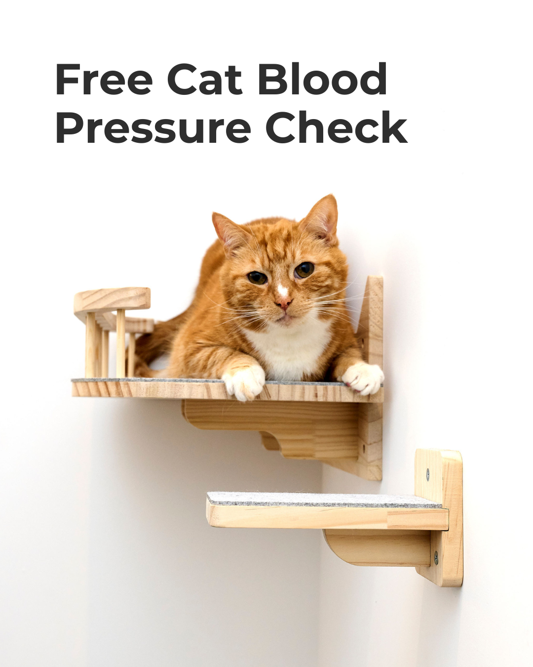 A flyer advertising free cat blood pressure checks in August with a photo of a gray tabby cat looking upward.