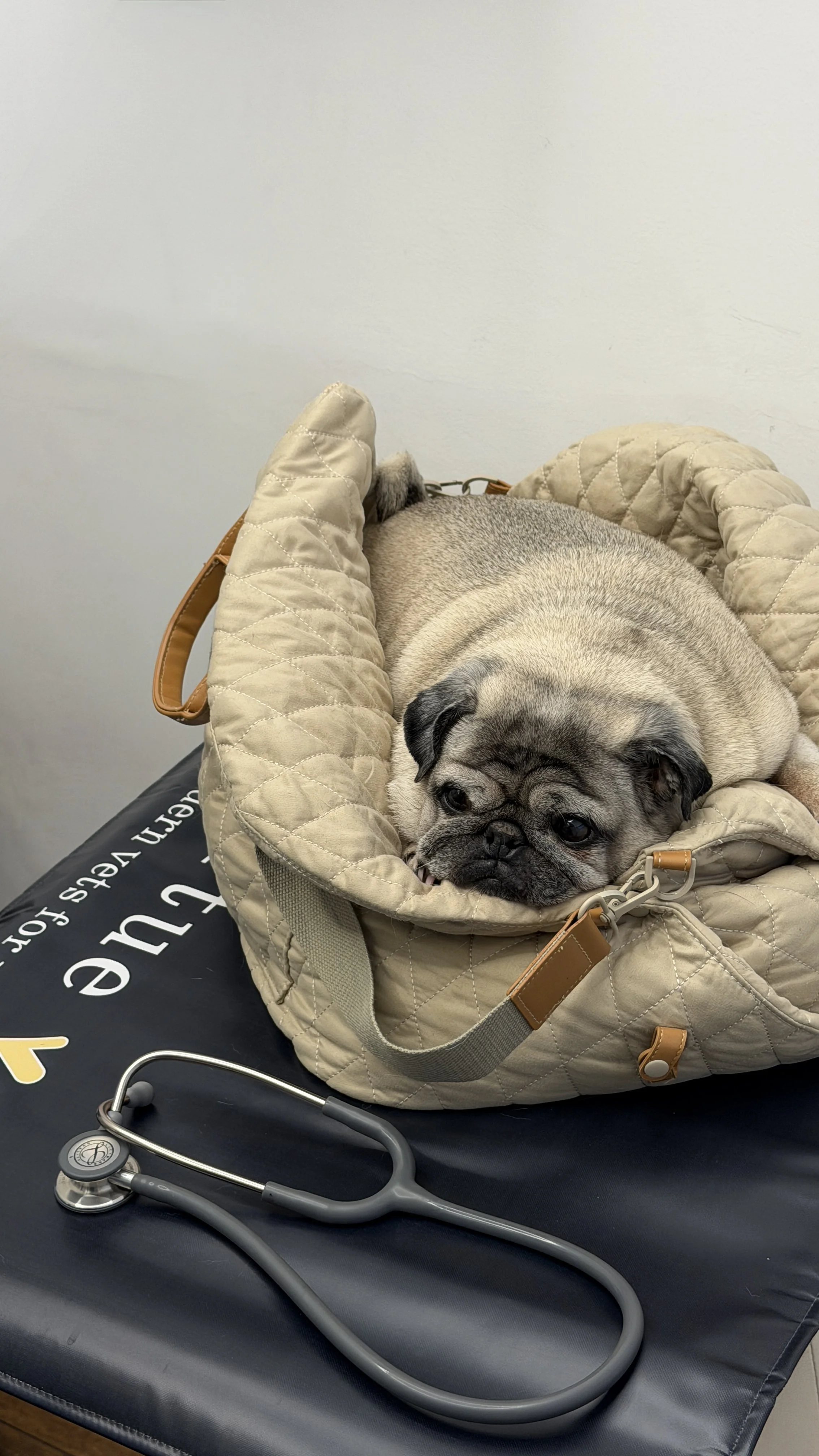 A pug sits by a stethoscope