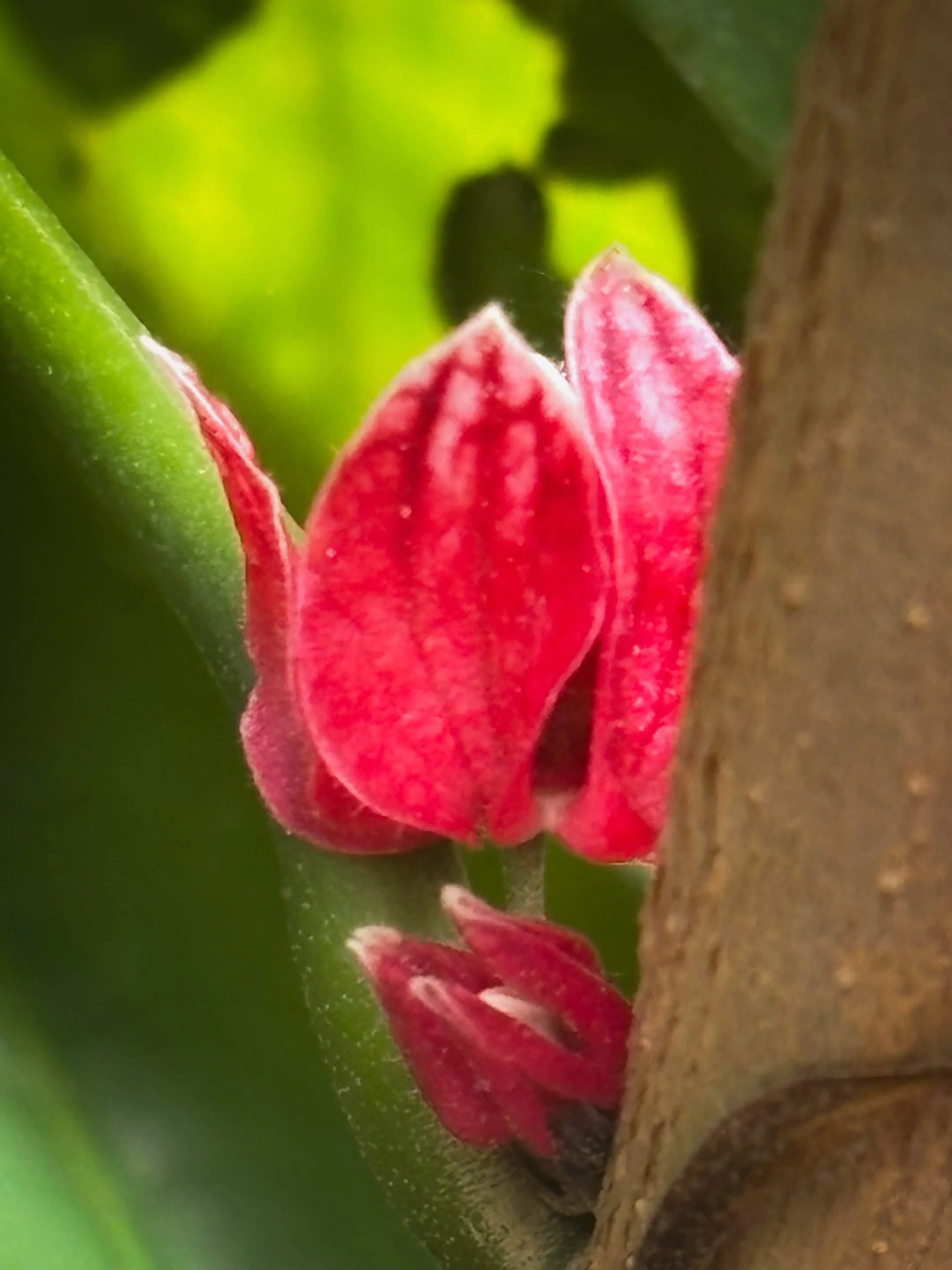 Hortus Botanicus Leiden - 2026