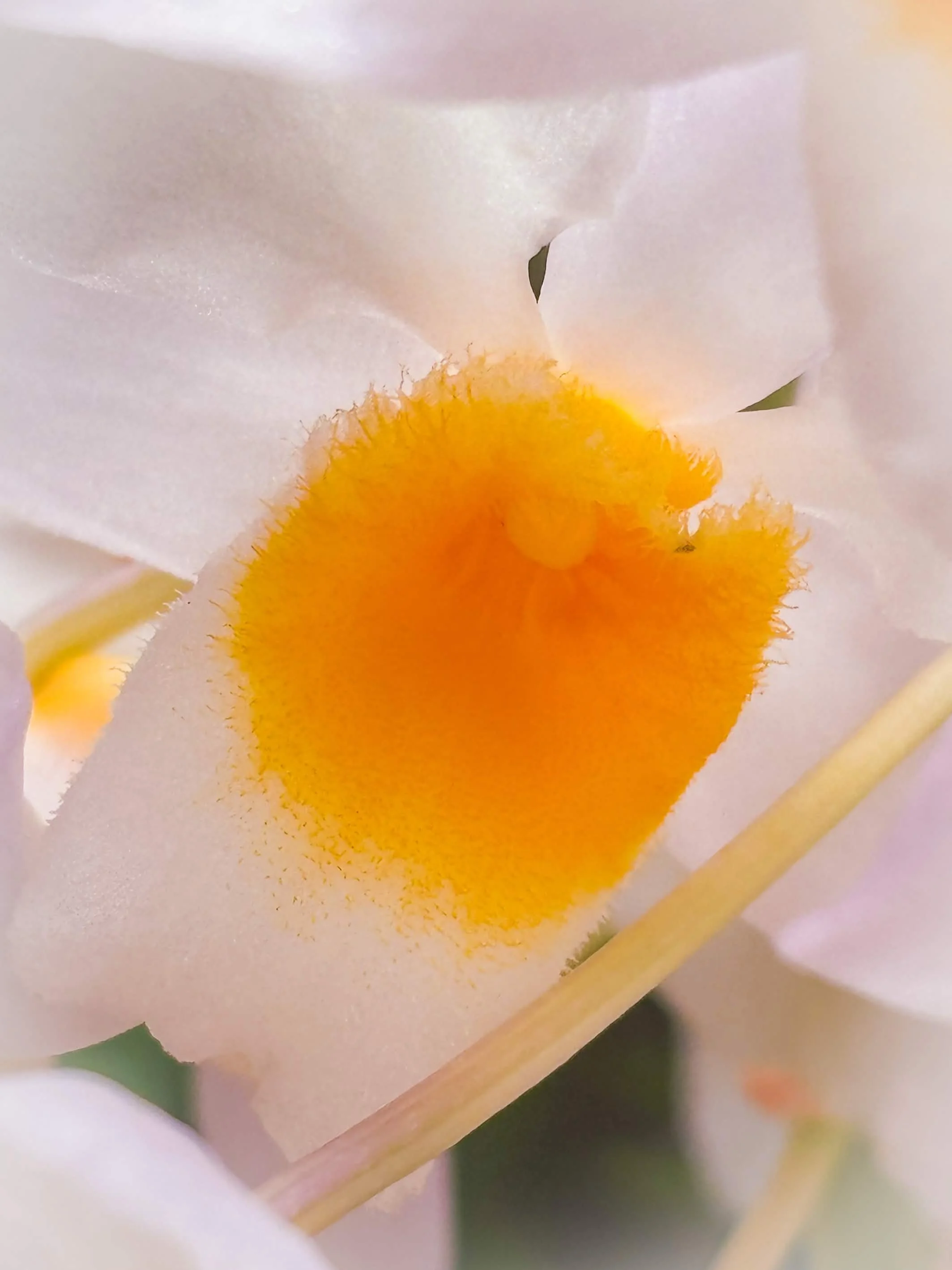 Hortus Botanicus Leiden - 2026