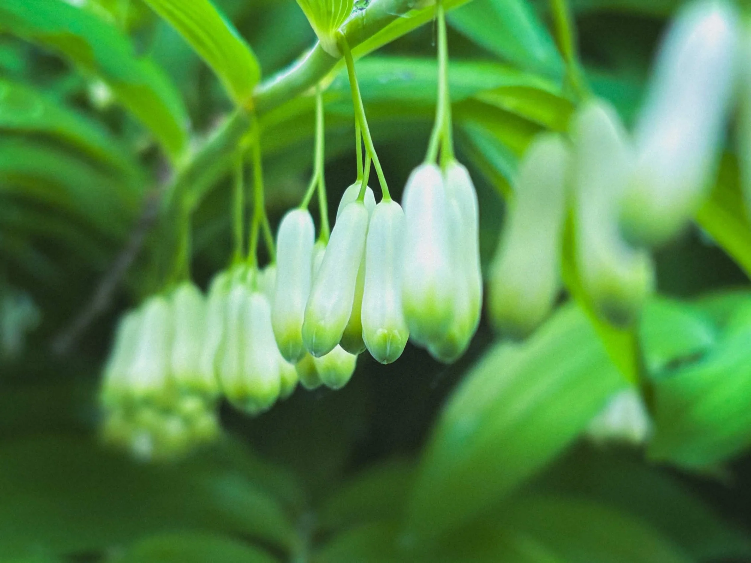 Botanische Tuinen Utrecht - 2026
