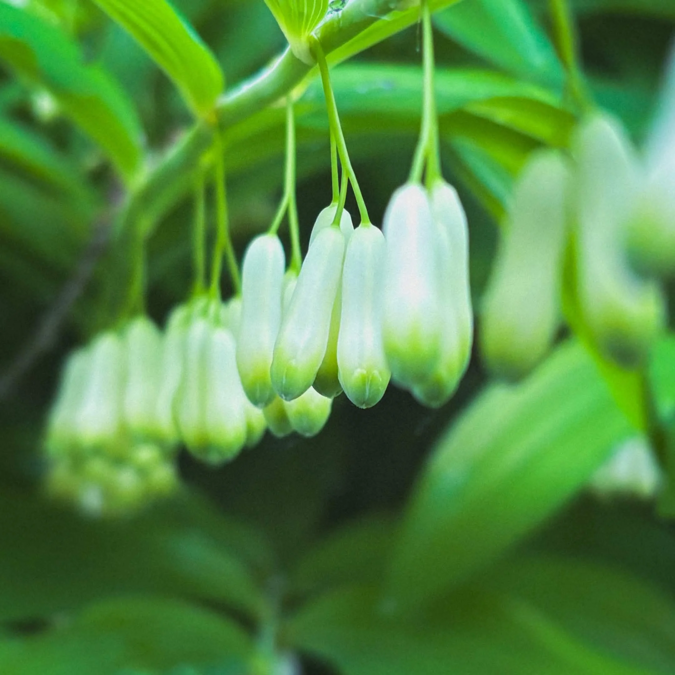 Botanica Erotica | Continuation