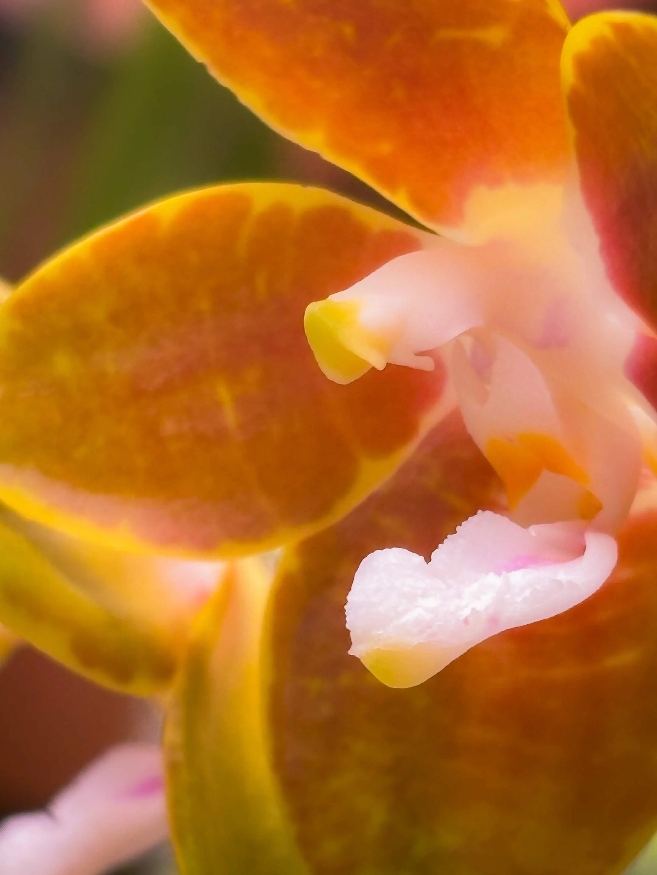 Hortus Botanicus Leiden - 2026