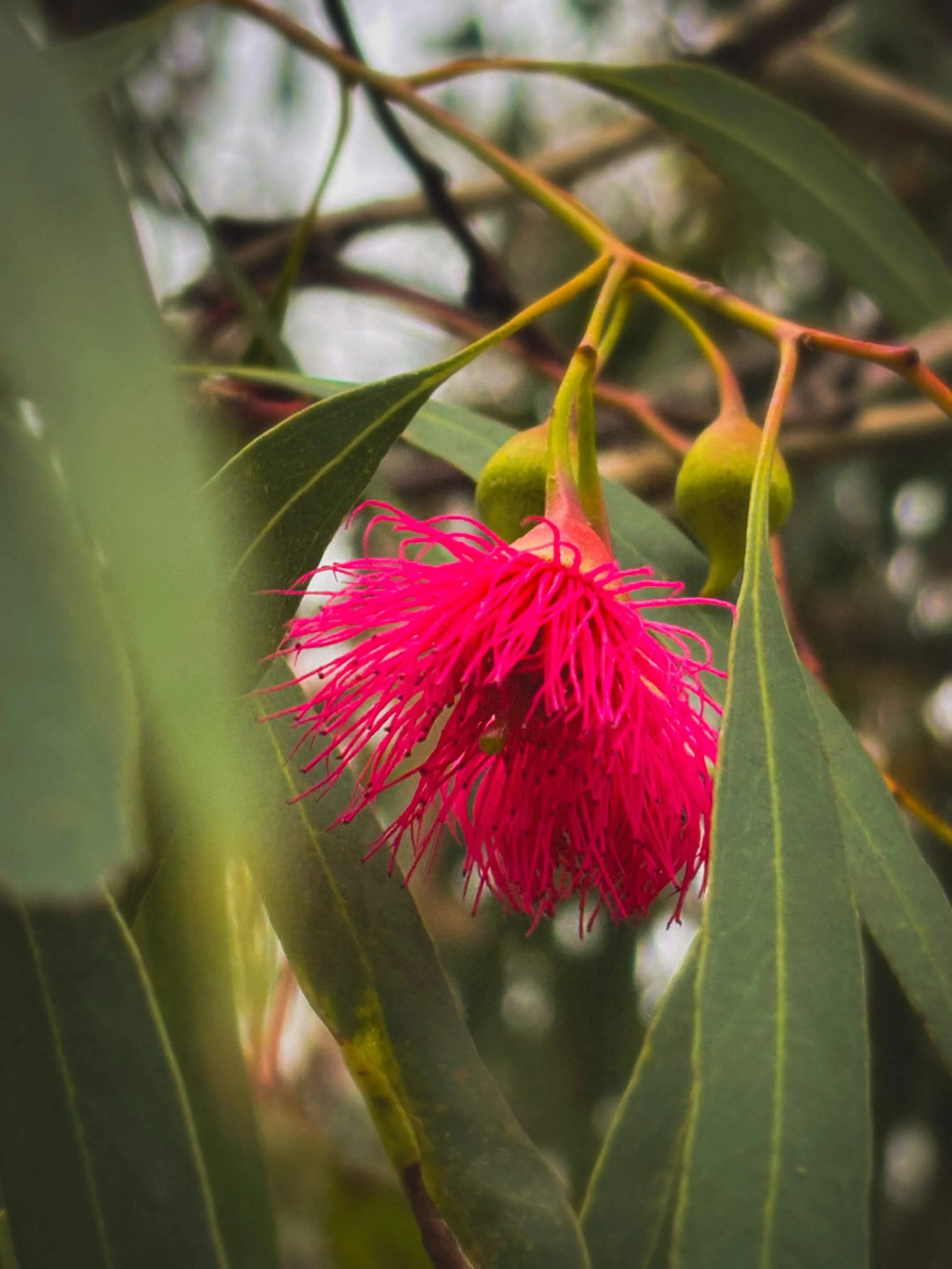 Royal Botanic Gardens Victoria, Melbourne - 2025