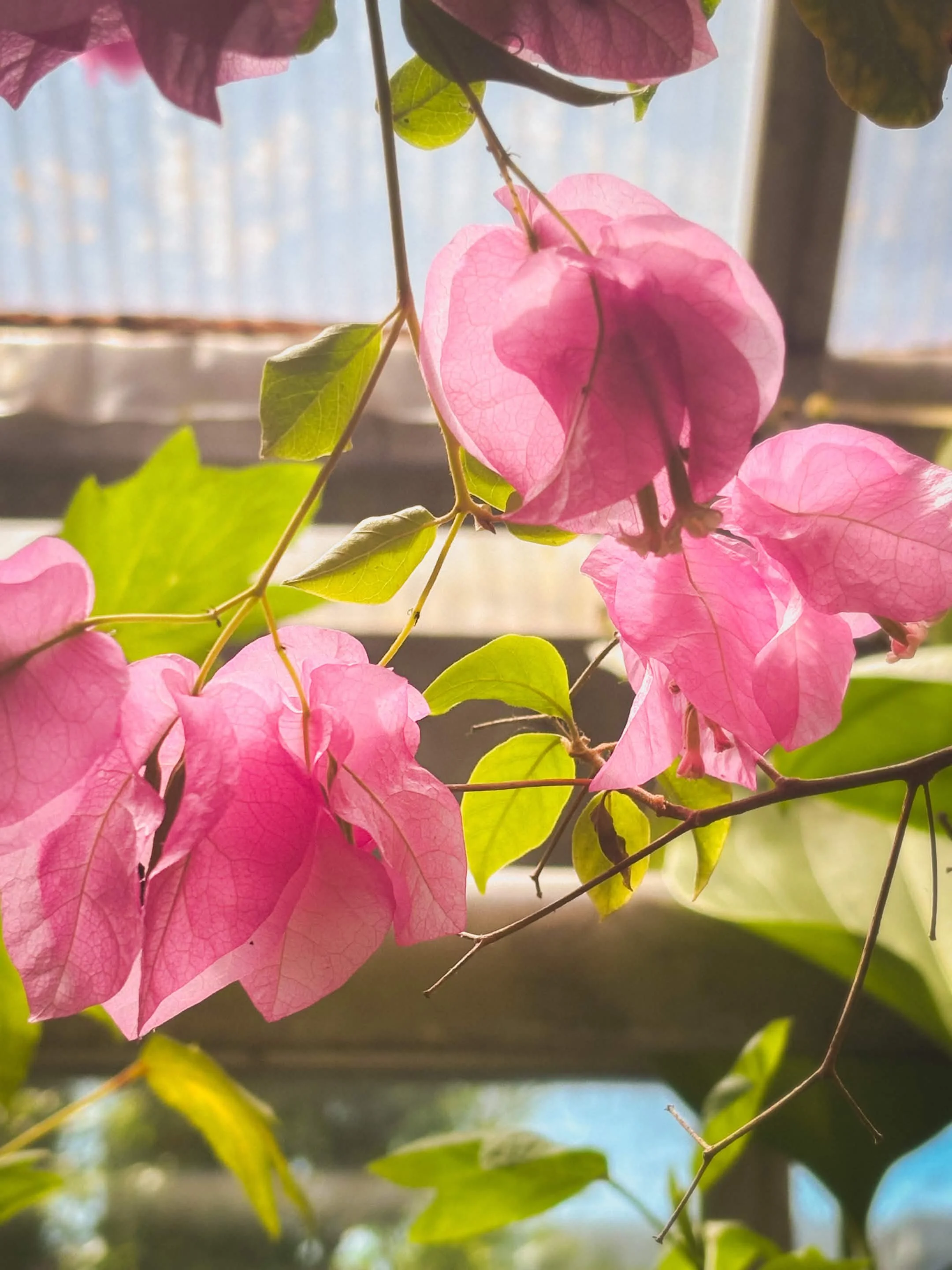 Hortus Botanicus Leiden - 2026