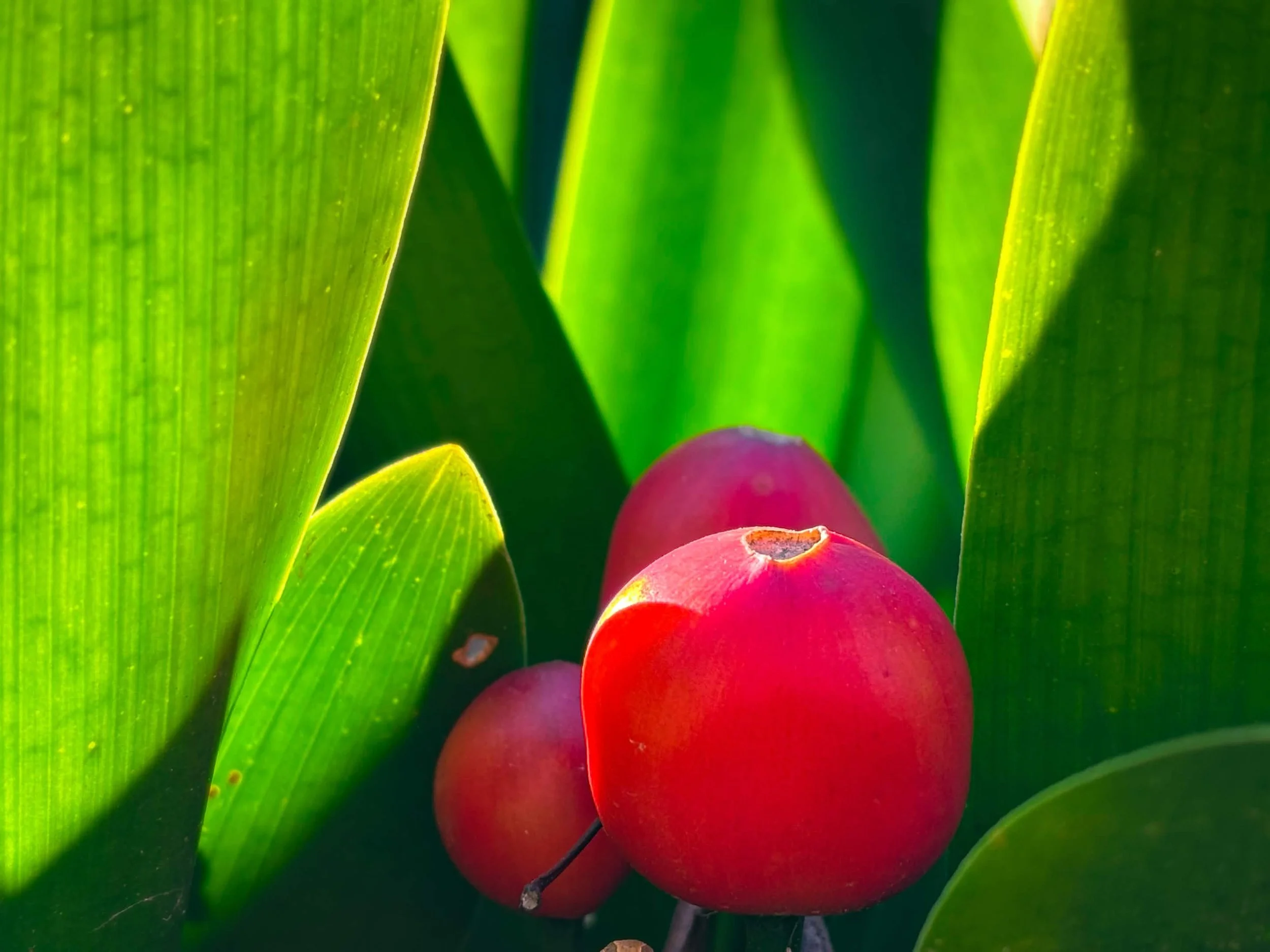 Royal Botanic Gardens Victoria, Melbourne - 2025