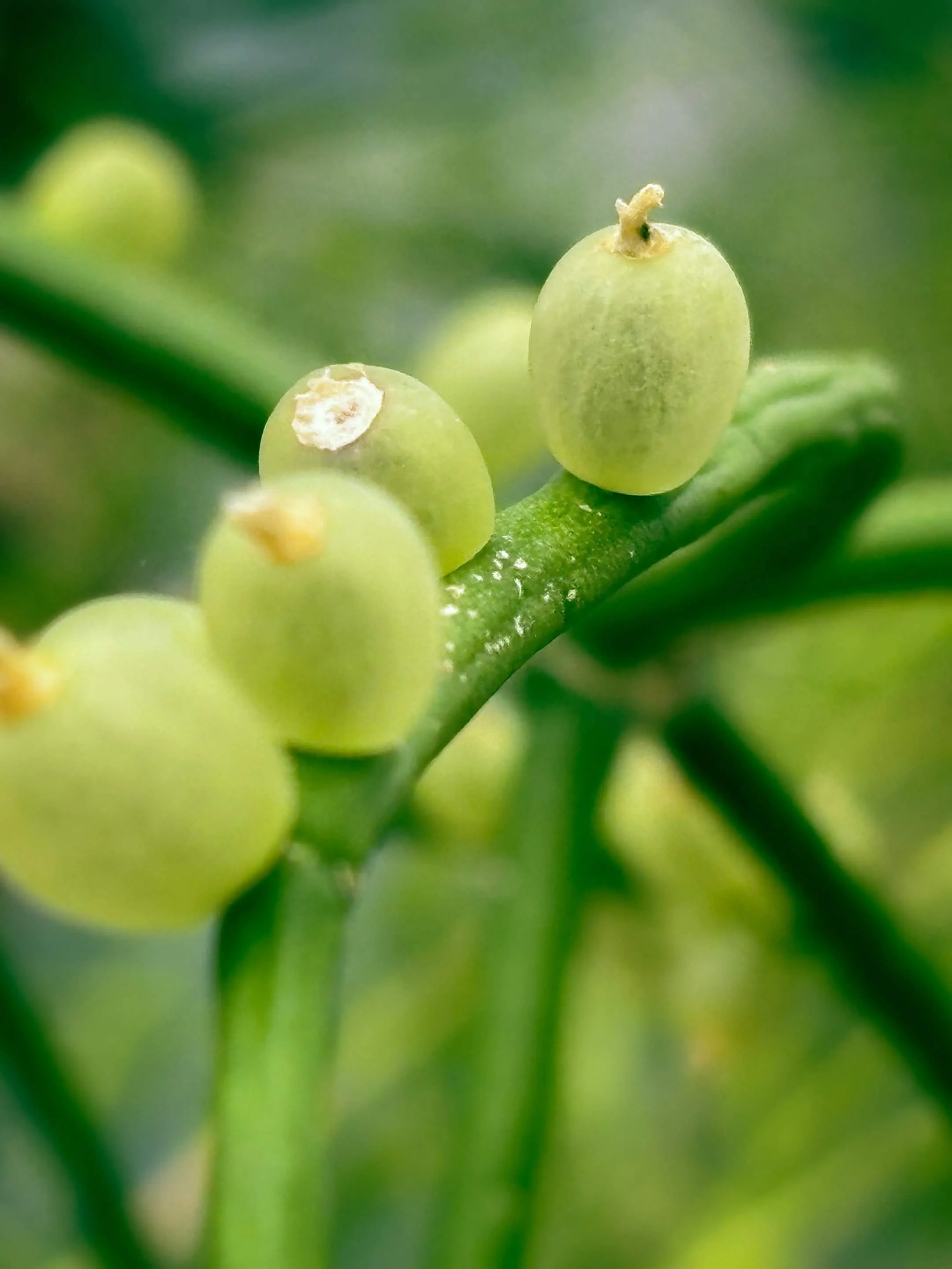 Hortus Botanicus Leiden - 2026
