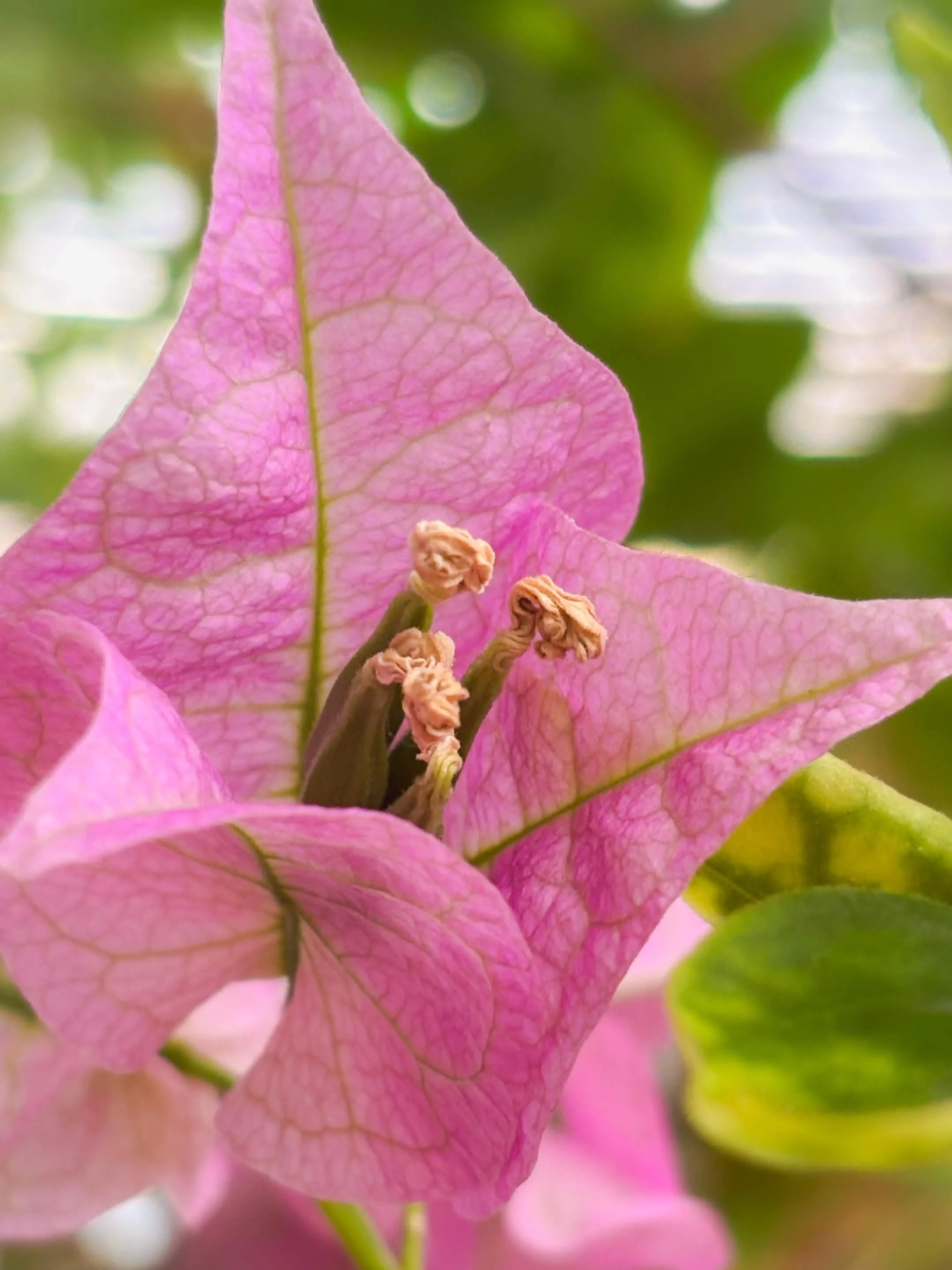 Hortus Botanicus Leiden - 2026