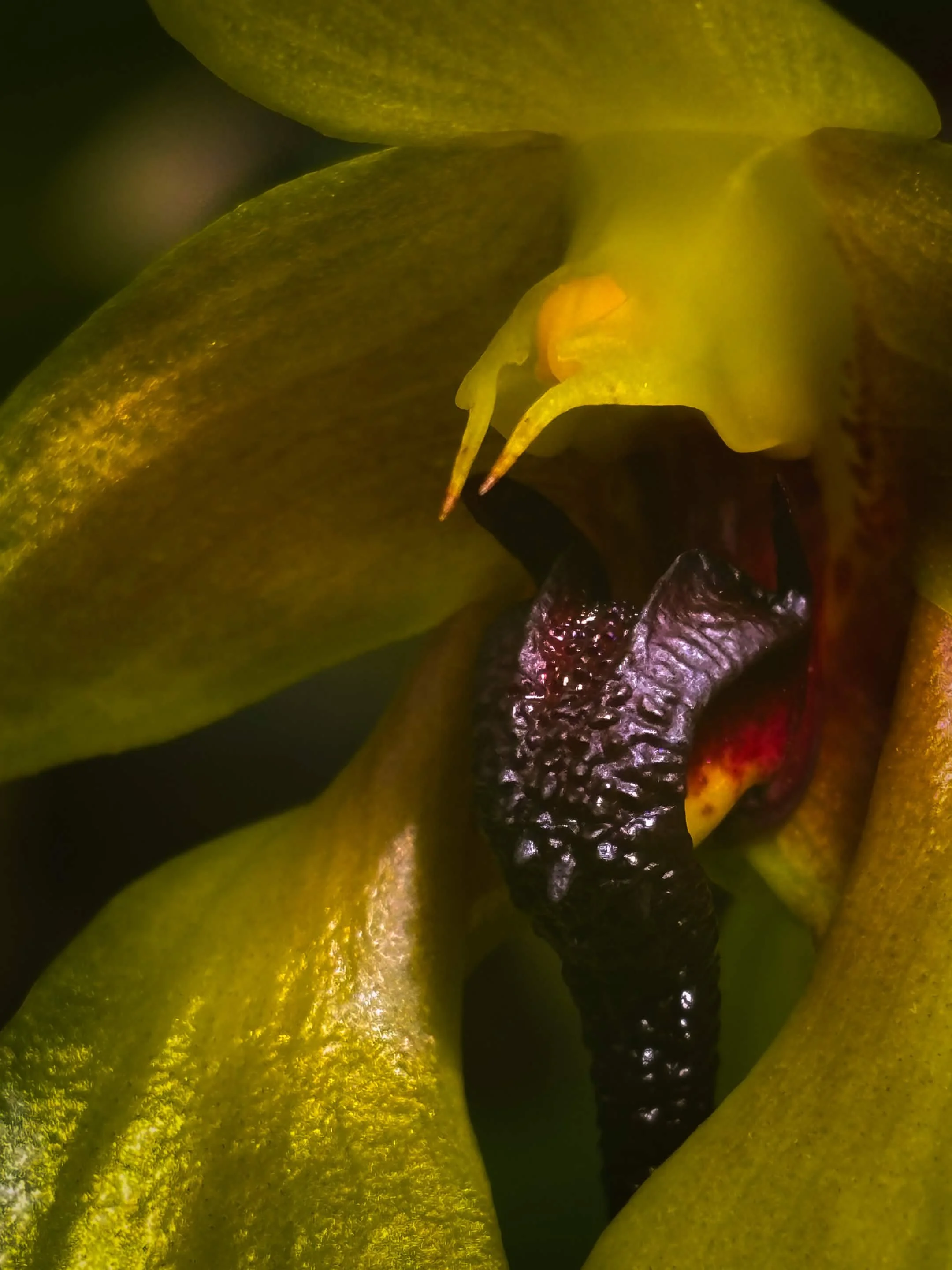 Hortus Botanicus Leiden - 2026